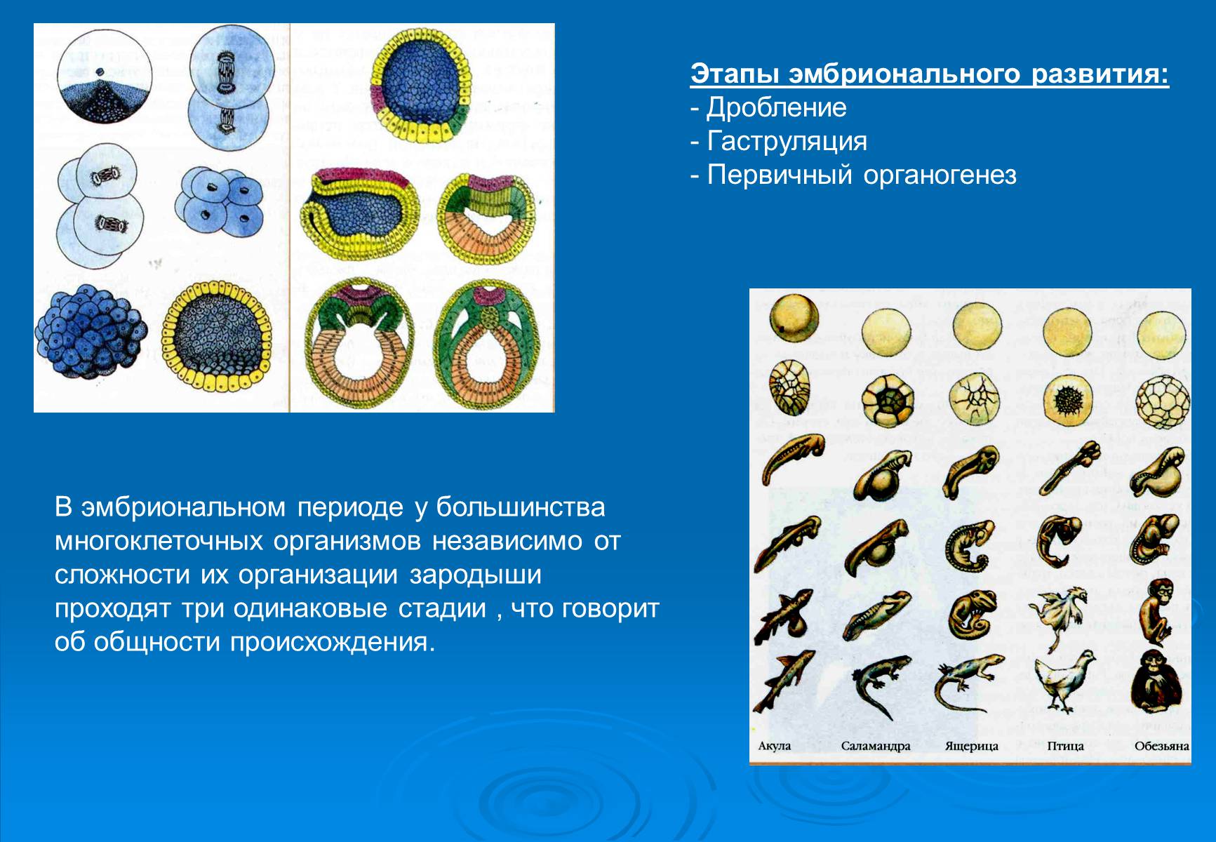 Этапы эмбриогенеза дробление. Этапы эмбрионального развития гаструляция. Стадия дробления эмбриогенеза. Онтогенез гаструляция. Эмбриональный период развития гаструляция.