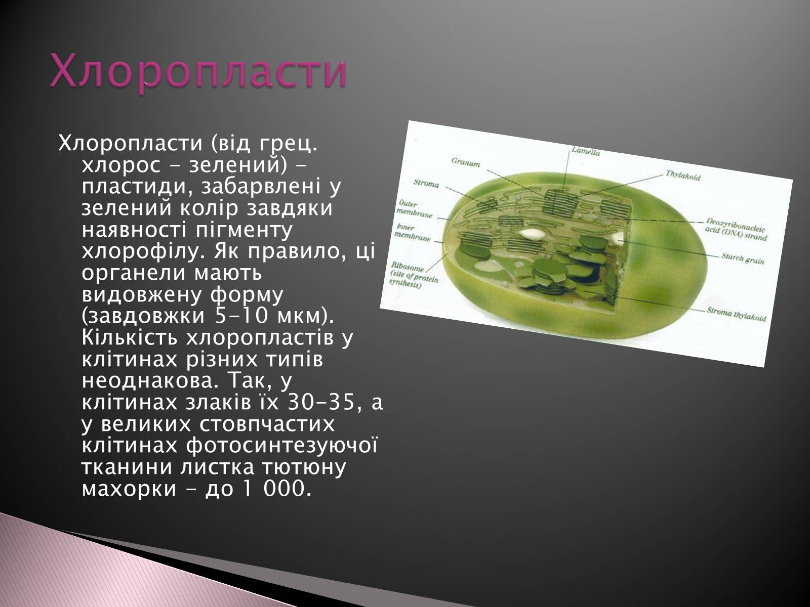 Презентація на тему «Двомембранні органели» (варіант 1) - Слайд #9