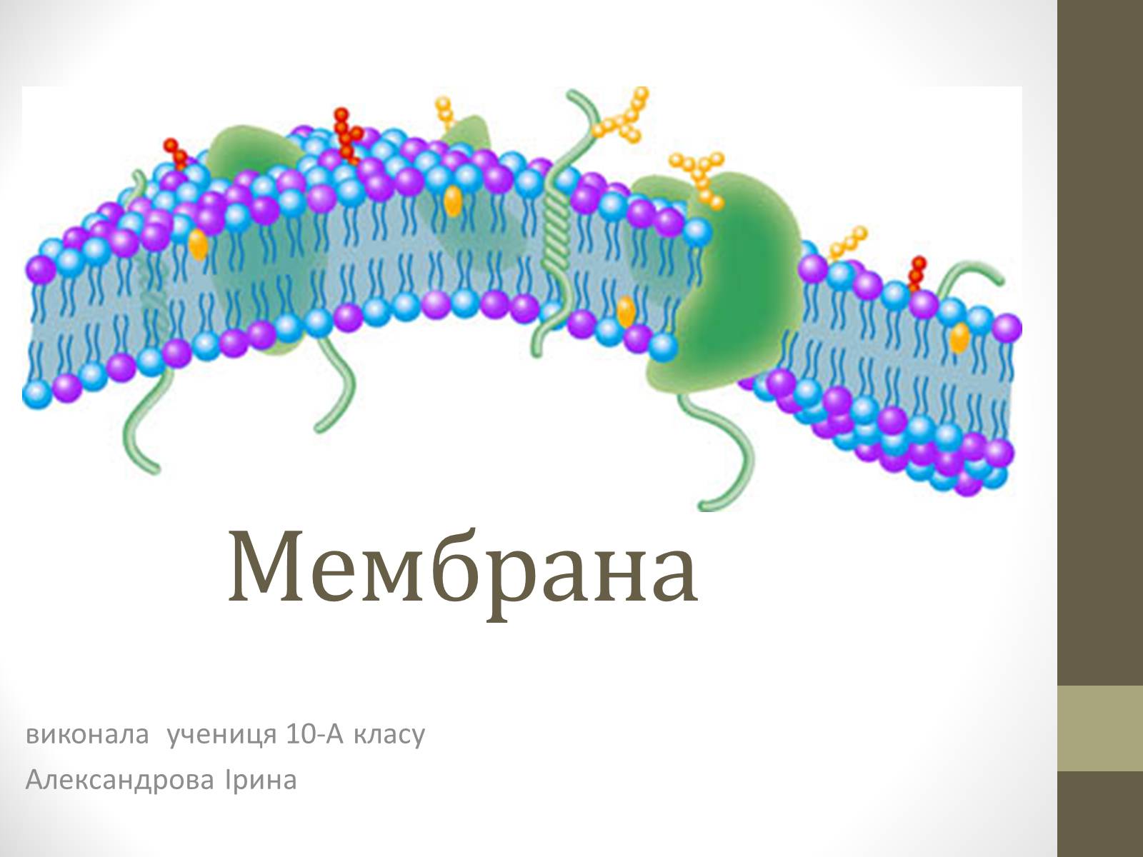 Презентація на тему «Мембрана» - Слайд #1