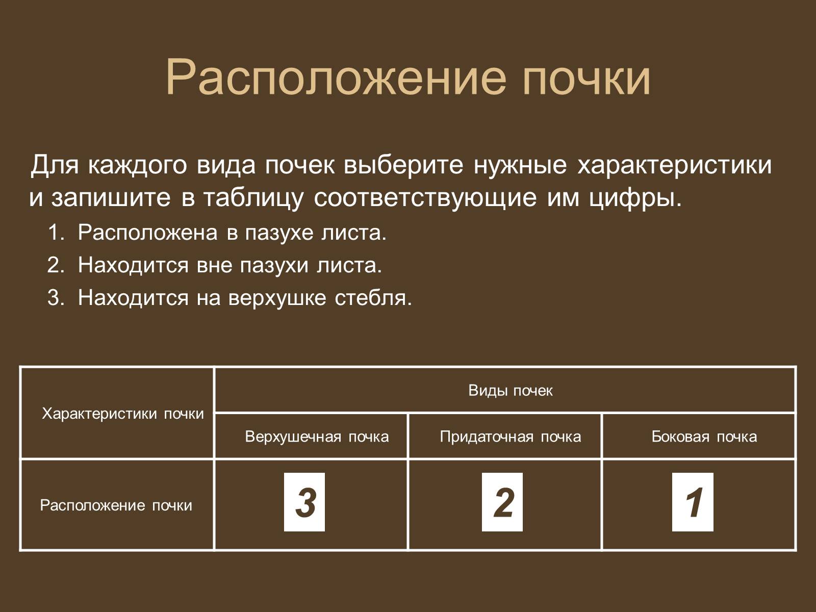 Презентація на тему «Строение и развитие почек на побегах» - Слайд #13