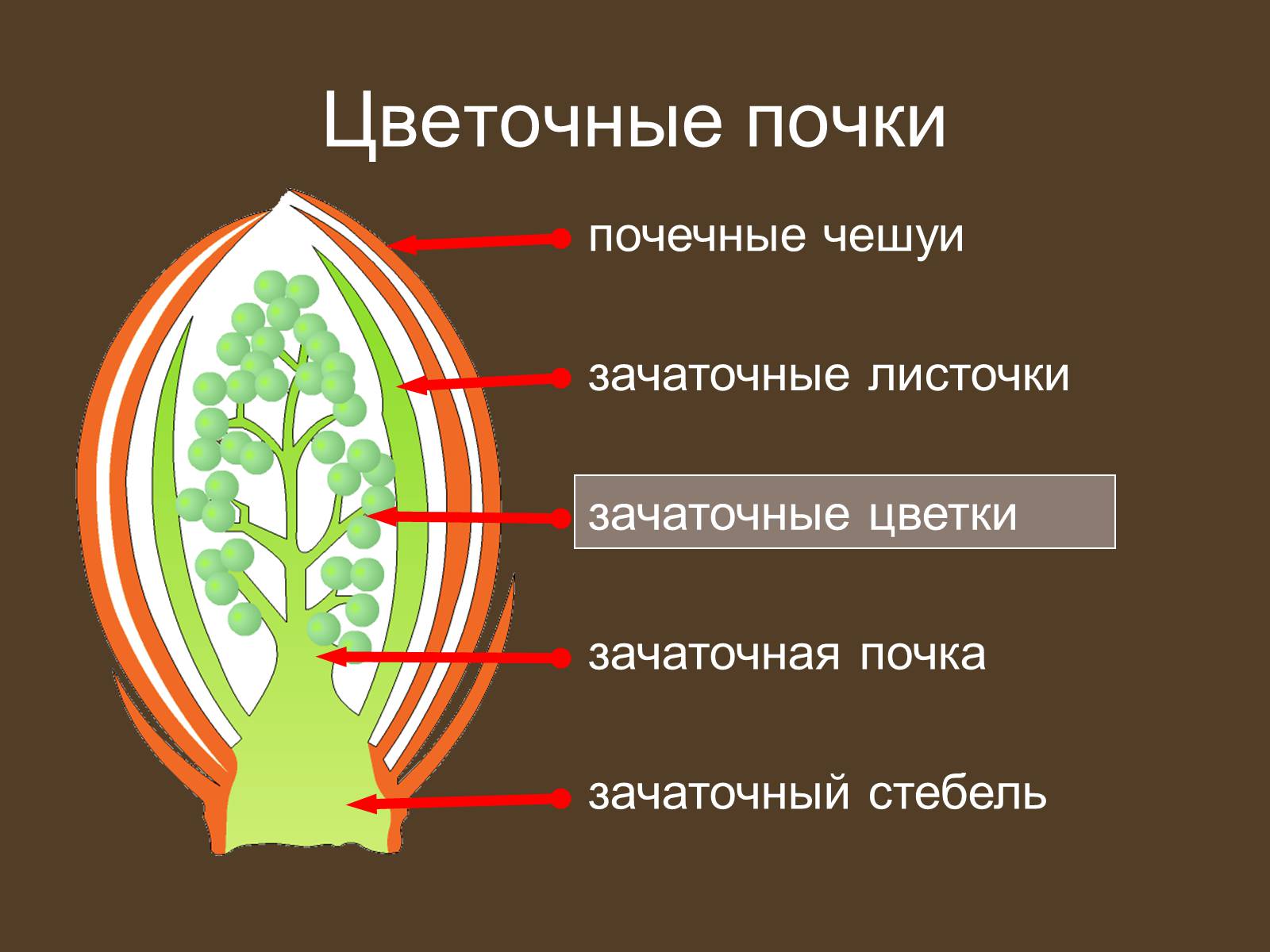 Презентація на тему «Строение и развитие почек на побегах» - Слайд #18