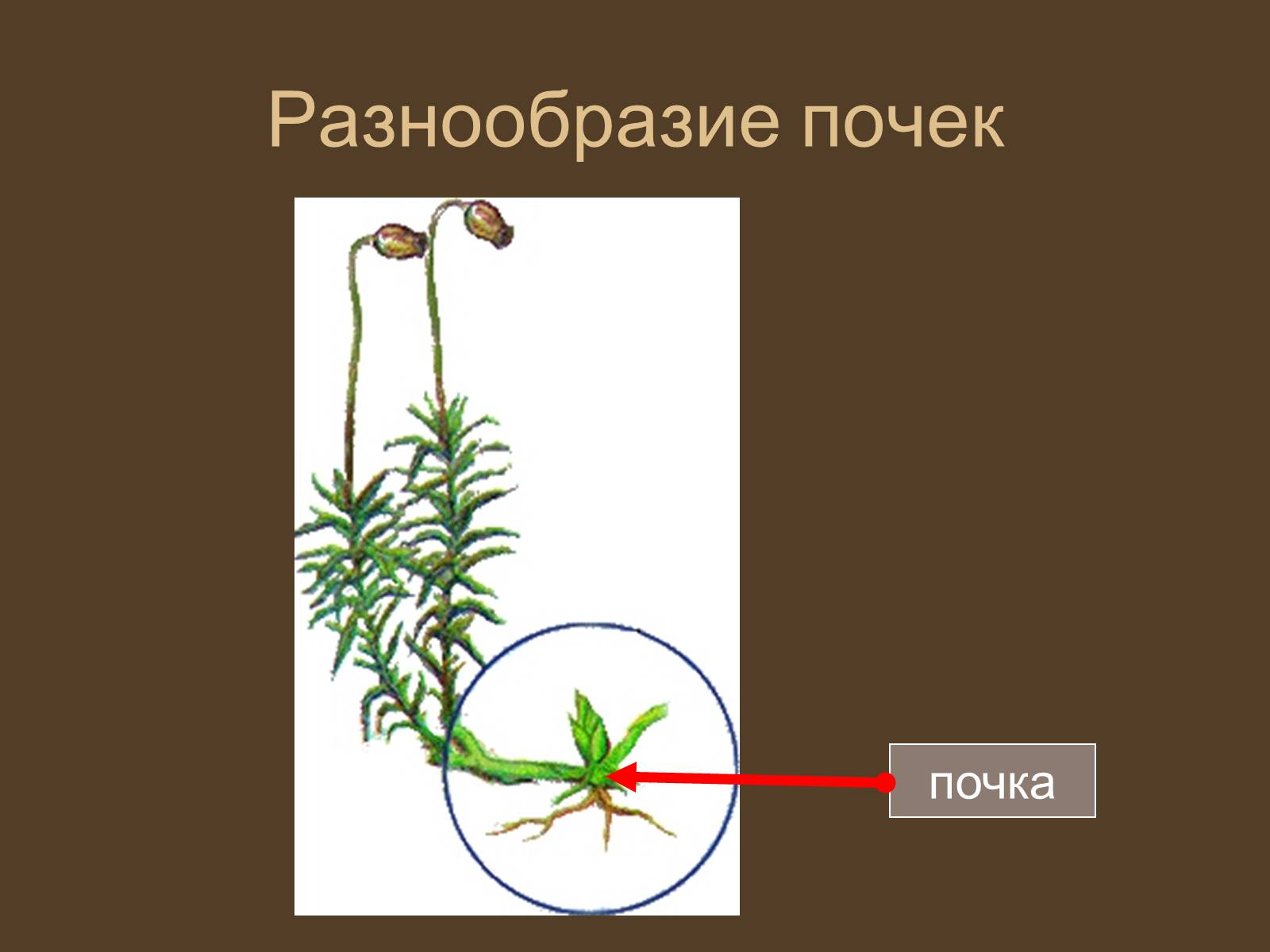 Расположение почек 6 класс. Побеги. Строение почки растения. Придаточные почки на корнях. Побег и его строение.