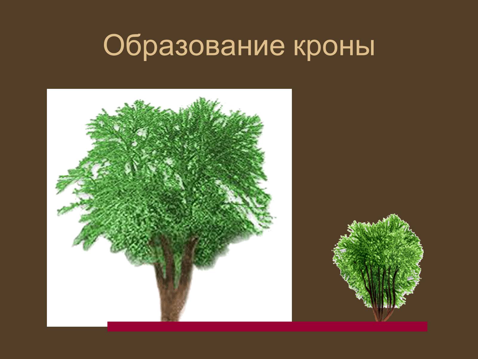 Презентація на тему «Строение и развитие почек на побегах» - Слайд #9