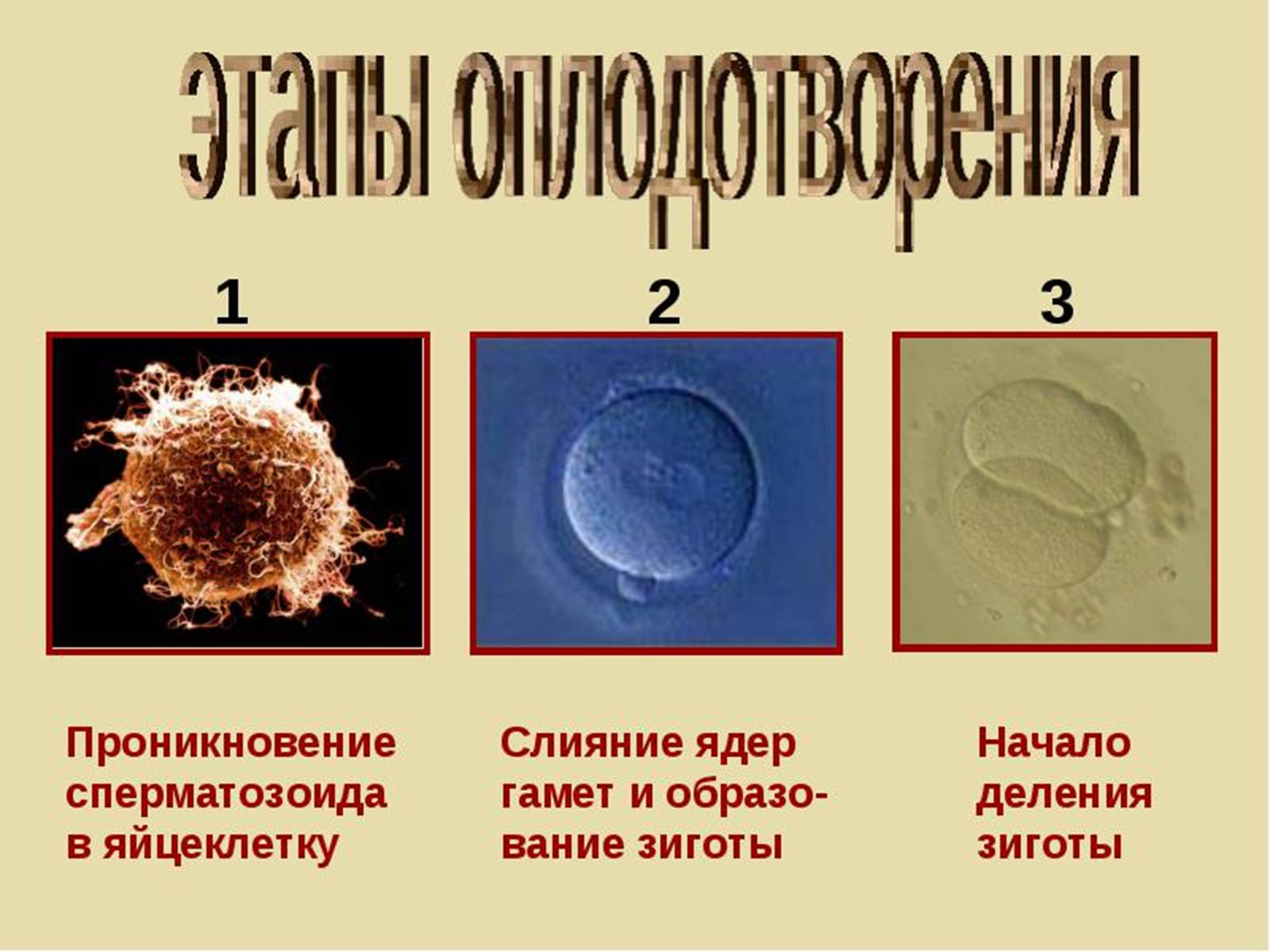 Презентація на тему «Онтогенез» (варіант 3) - Слайд #4