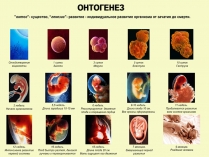 Презентація на тему «Онтогенез» (варіант 3)