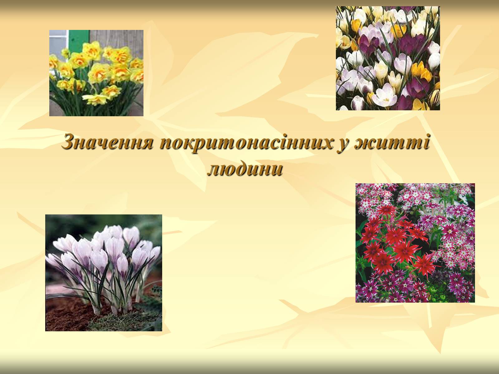 Презентація на тему «Значення покритонасінних у житті людини» - Слайд #1