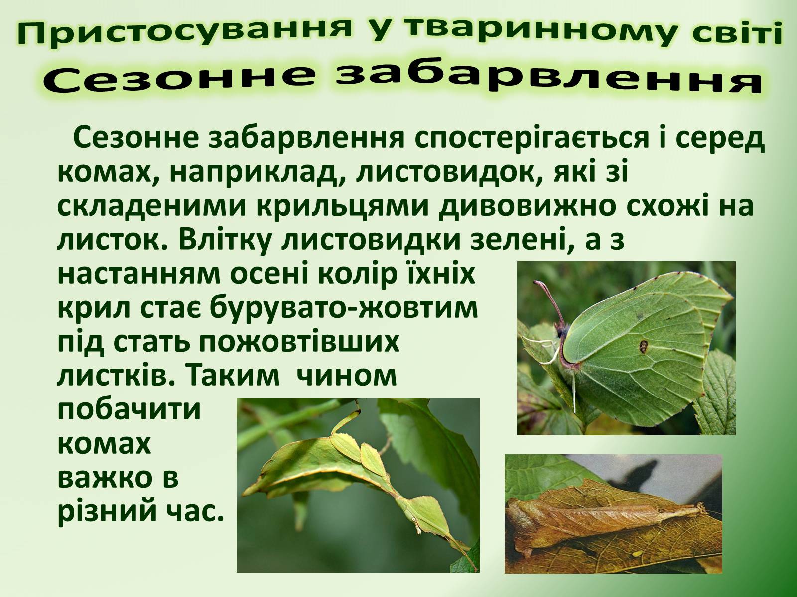 Презентація на тему «Пристосування у тваринному світі та їх відносний характер» - Слайд #12