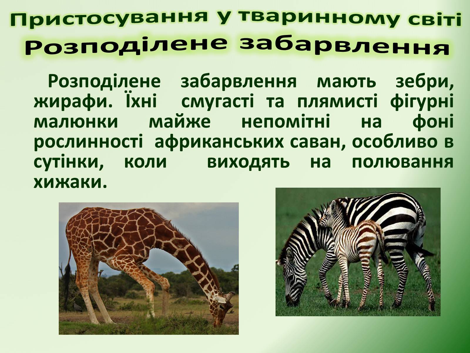 Презентація на тему «Пристосування у тваринному світі та їх відносний характер» - Слайд #16