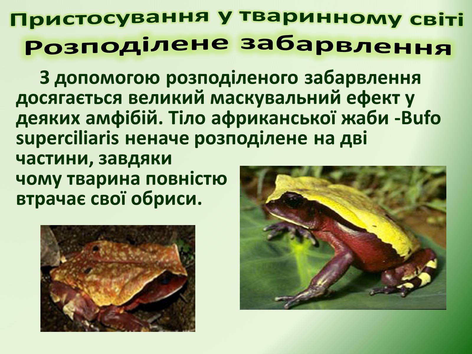 Презентація на тему «Пристосування у тваринному світі та їх відносний характер» - Слайд #17