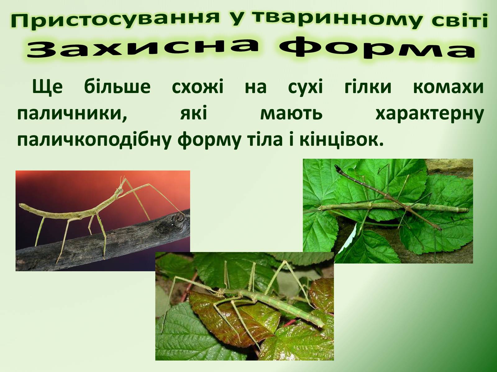 Презентація на тему «Пристосування у тваринному світі та їх відносний характер» - Слайд #35