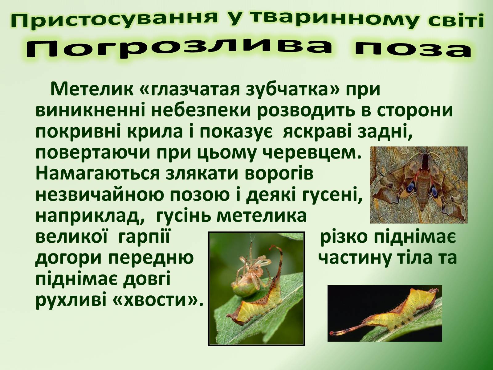 Презентація на тему «Пристосування у тваринному світі та їх відносний характер» - Слайд #48