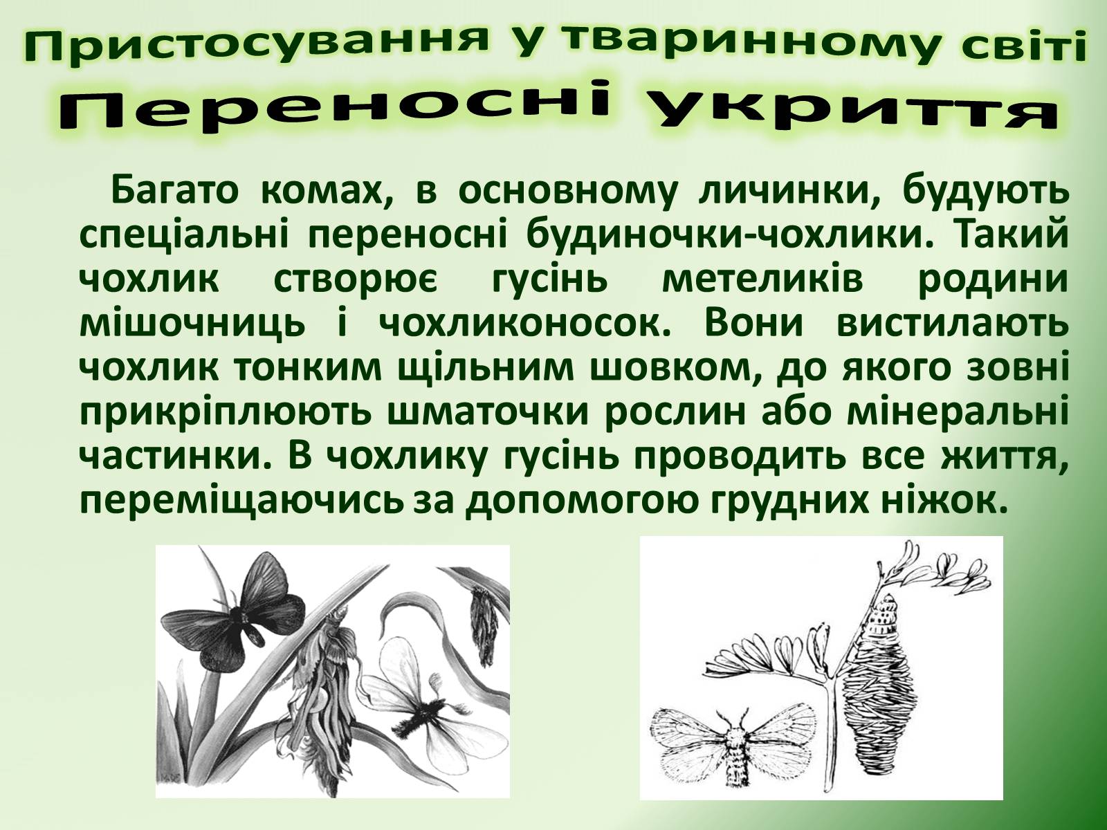 Презентація на тему «Пристосування у тваринному світі та їх відносний характер» - Слайд #56