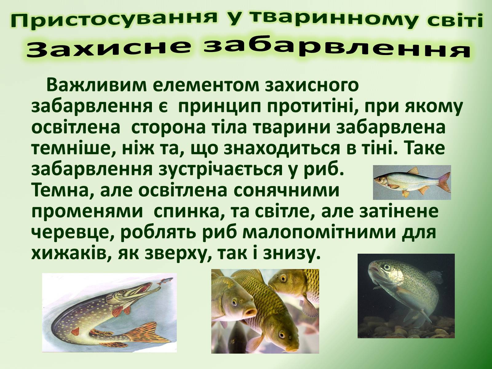 Презентація на тему «Пристосування у тваринному світі та їх відносний характер» - Слайд #8