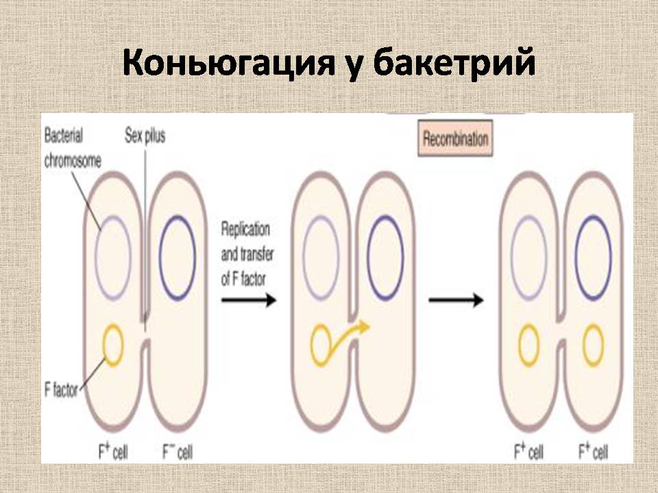 Презентація на тему «Прокариоты» (варіант 4) - Слайд #14