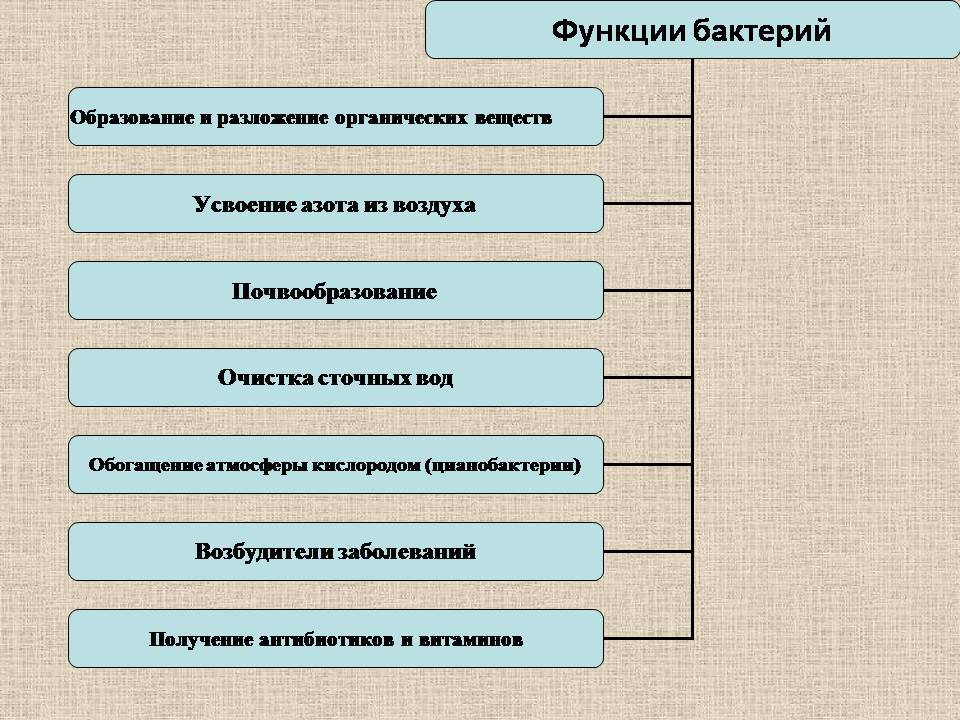 Презентація на тему «Прокариоты» (варіант 4) - Слайд #20