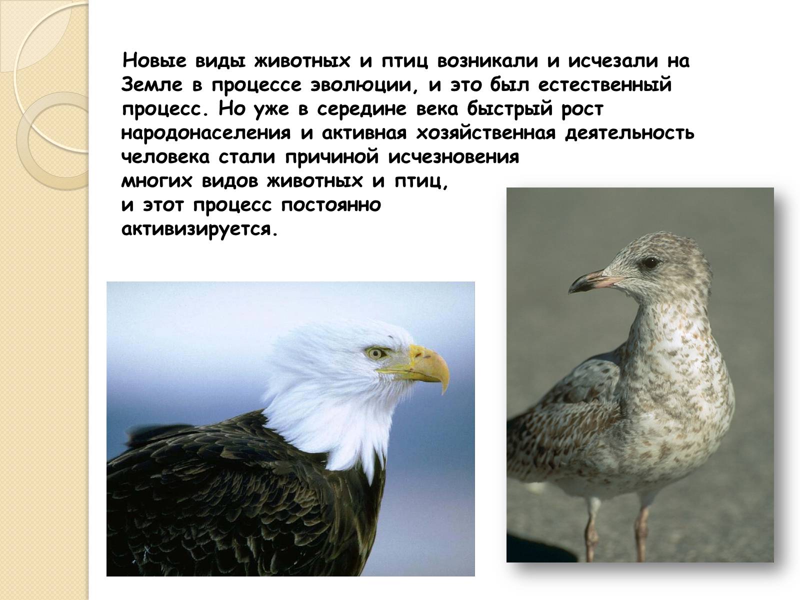 Откуда появились птицы. Когда появились птицы. Как появляется птица. Когда появились птицы на земле. Охрана птиц презентация.
