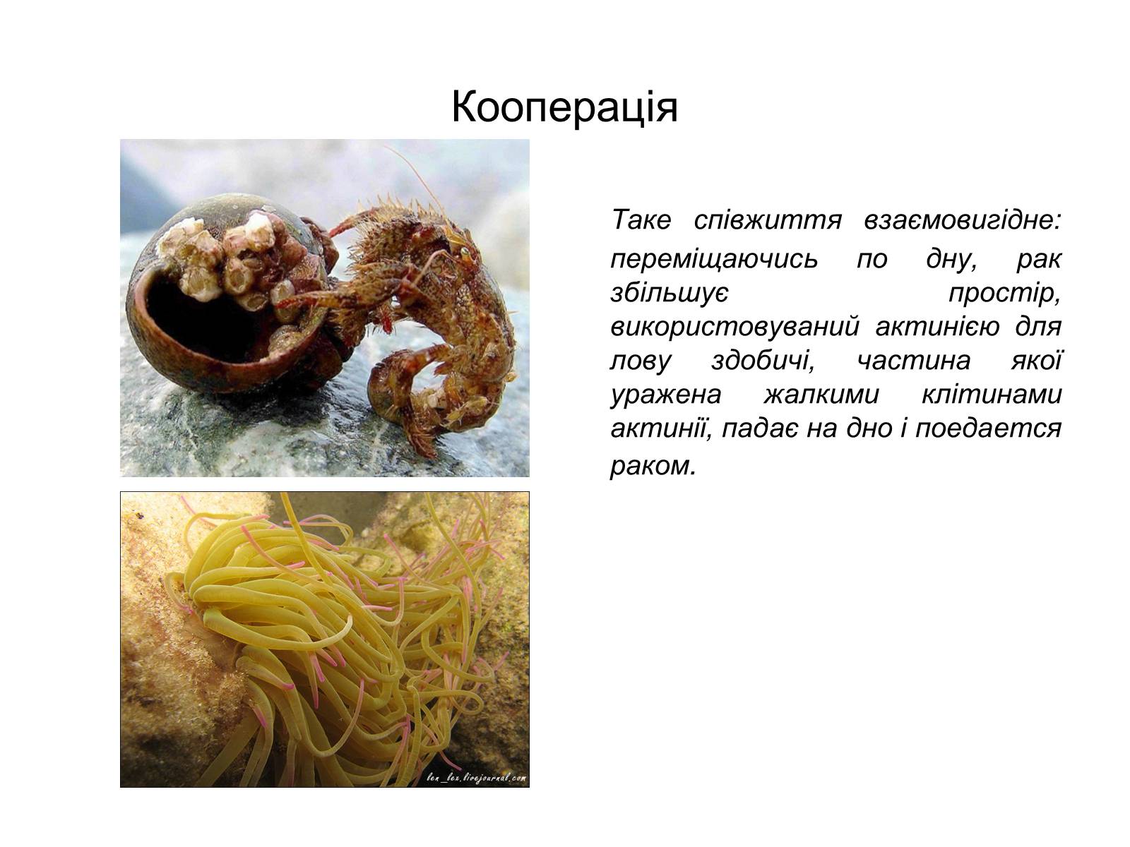 Примеры кооперации в биологии. Кооперация это в биологии. Примеры кооперации в биологии у животных. Кооперация примеры.