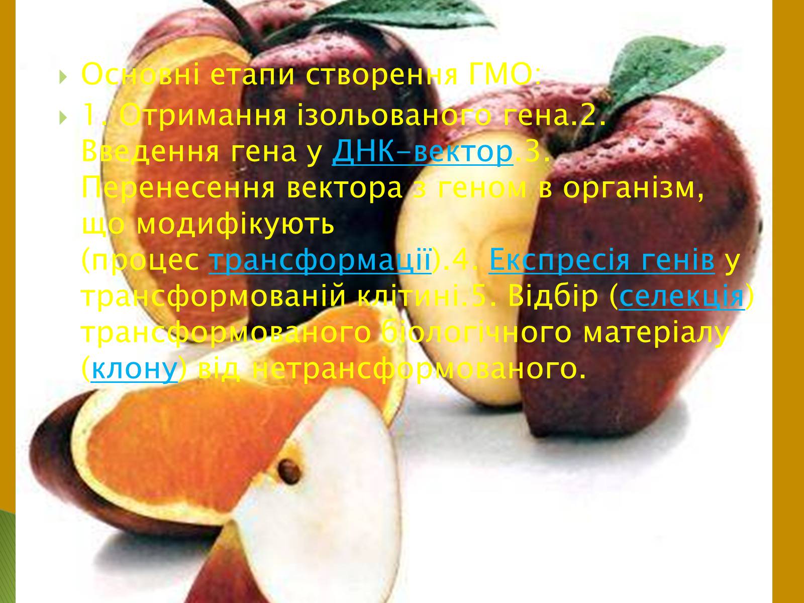 Презентація на тему «Трансгенні та химерні організми» (варіант 2) - Слайд #12