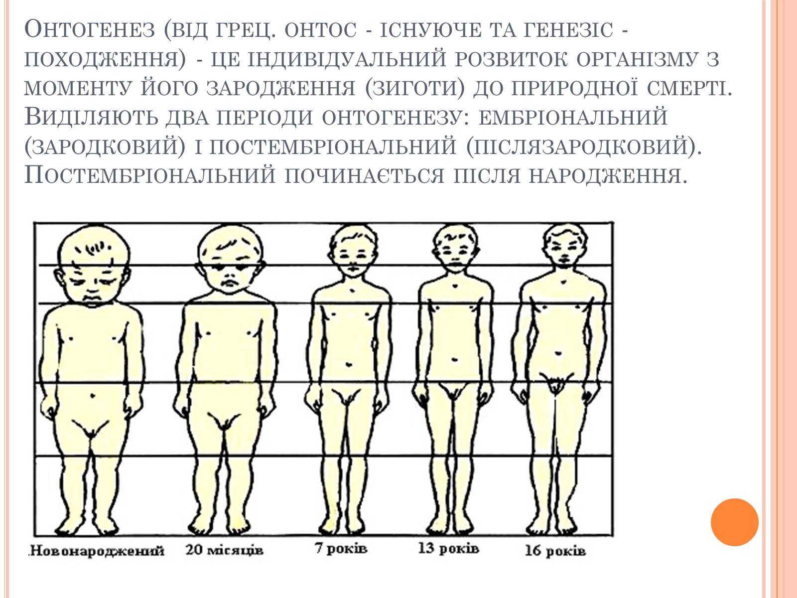 Презентація на тему «Післязародковий розвиток організму людини» - Слайд #2