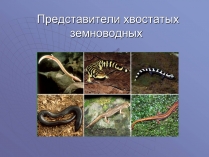 Презентація на тему «Представители хвостатых земноводных»