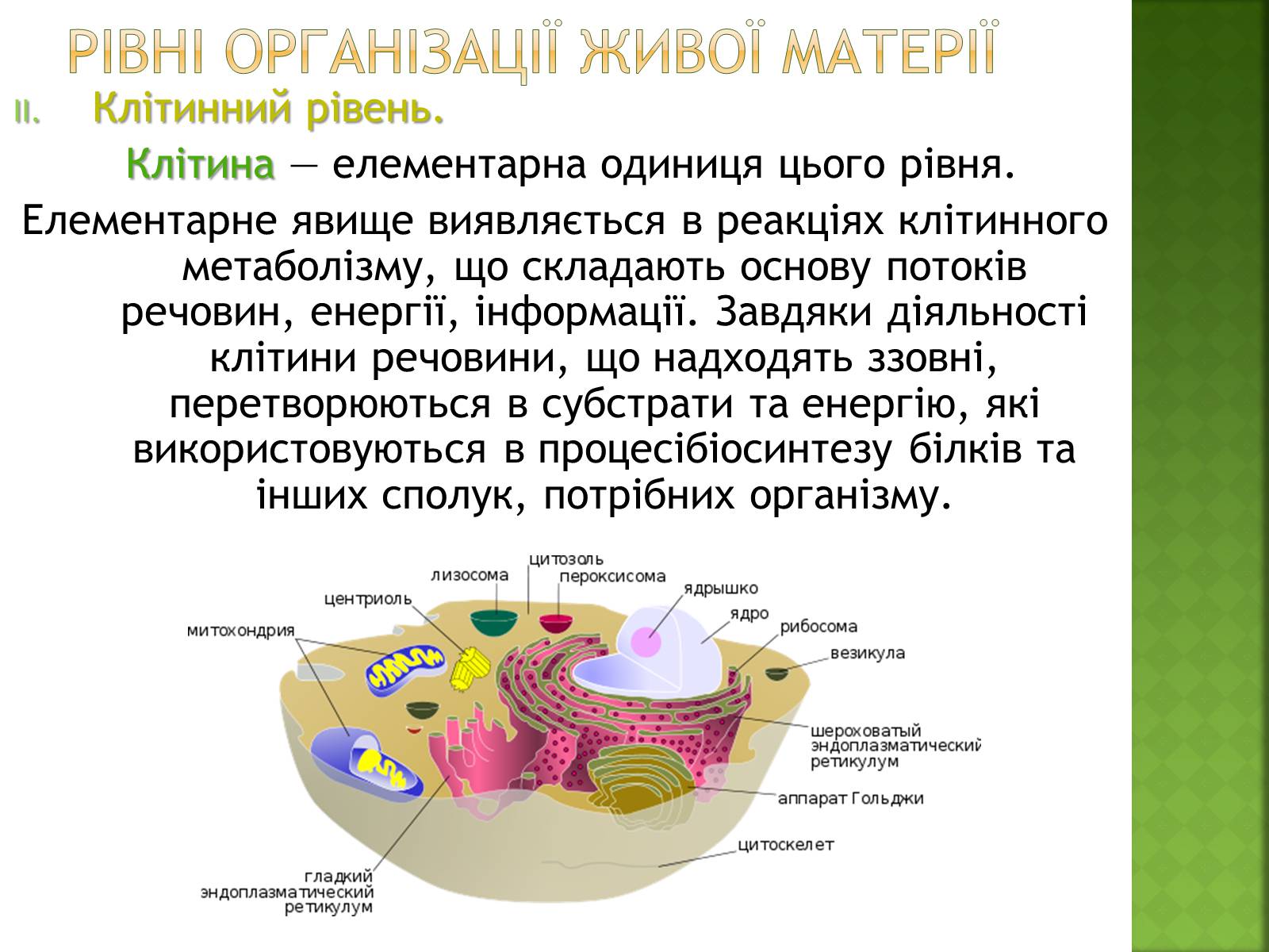 Презентація на тему «Біосфера та її межі» - Слайд #10