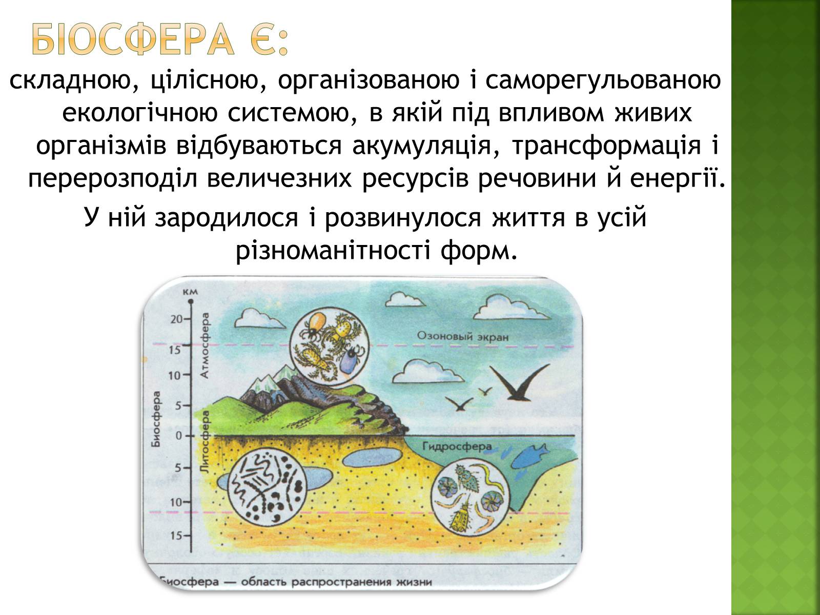 Презентація на тему «Біосфера та її межі» - Слайд #6