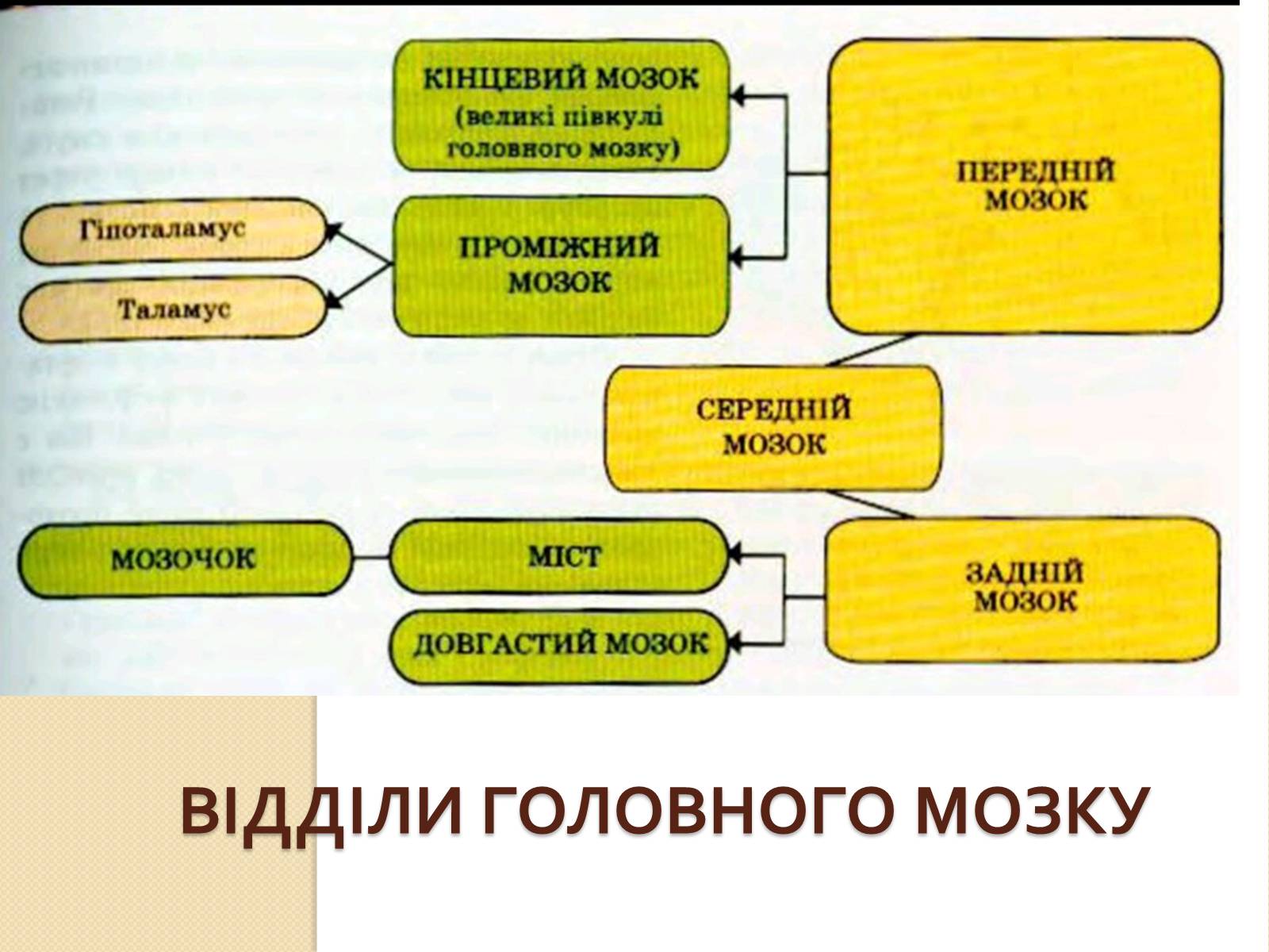 Презентація на тему «Головний мозок. Особливості його відділів» - Слайд #4