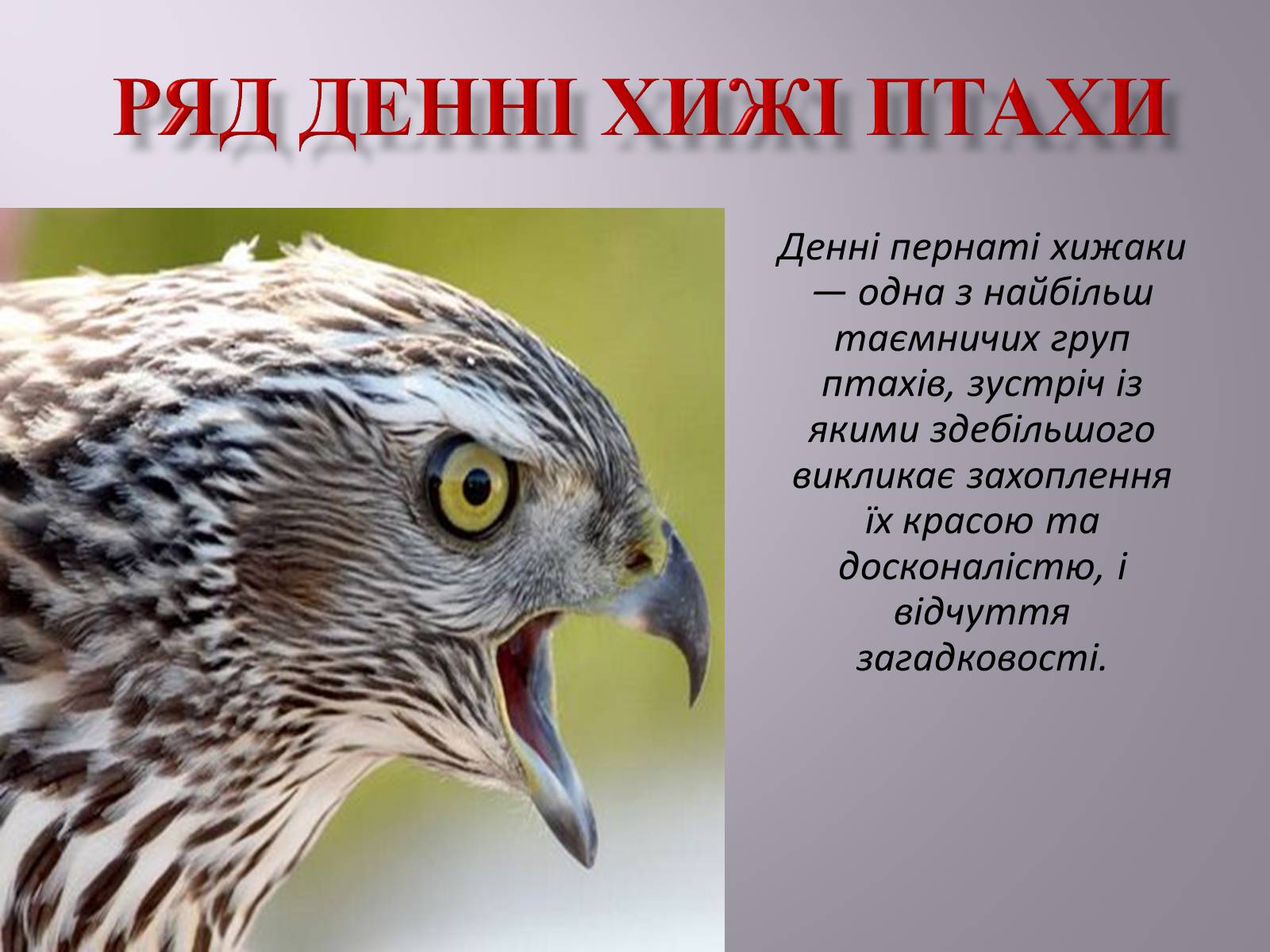 Презентація на тему «Ряд Денні хижі птахи» - Слайд #1