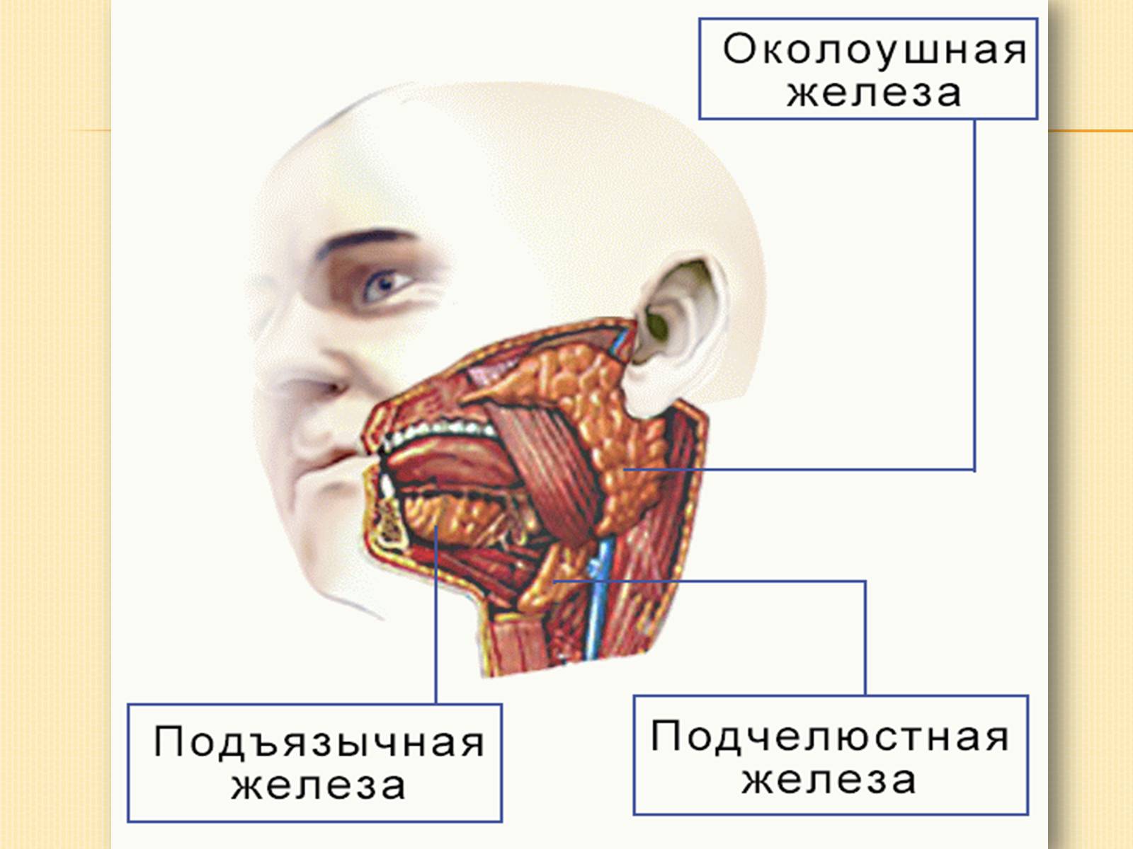 Околоушная слюна. Строение ротовой полости слюнные железы. Околоушные слюнные железы расположение. Слюнные железы анатомия человека анатомия. Околоушная слюнные железы анатомия человека.