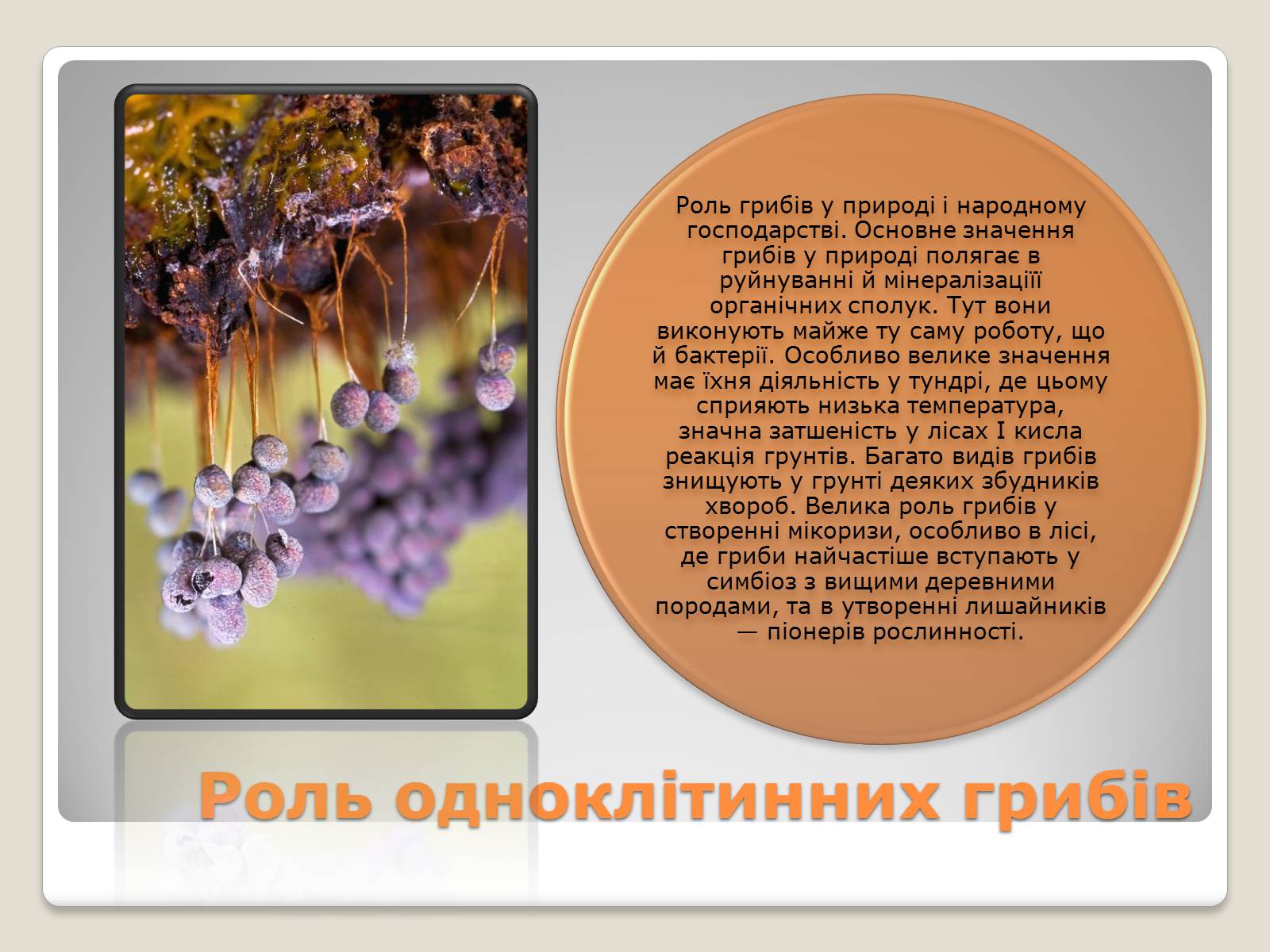 Презентація на тему «Одноклітинні гриби» - Слайд #8