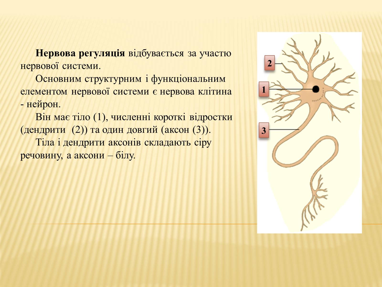 Биология нервные клетки. Схема строения нейрона. Строение нейрона рисунок. Строение нейрона 8 класс. Строение нервной клетки нейрона.