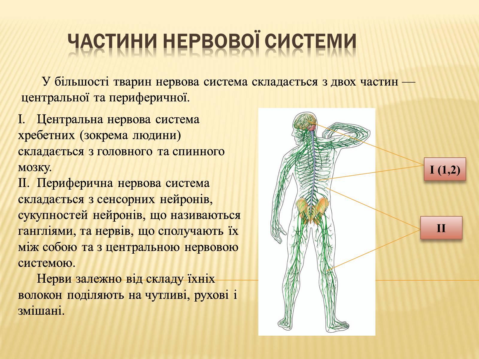 К периферической нервной относятся. Нервова система тварин. Нервова система хребетних тварин. Функції нервової системи. Высшие центры вегетативной нервной системы.