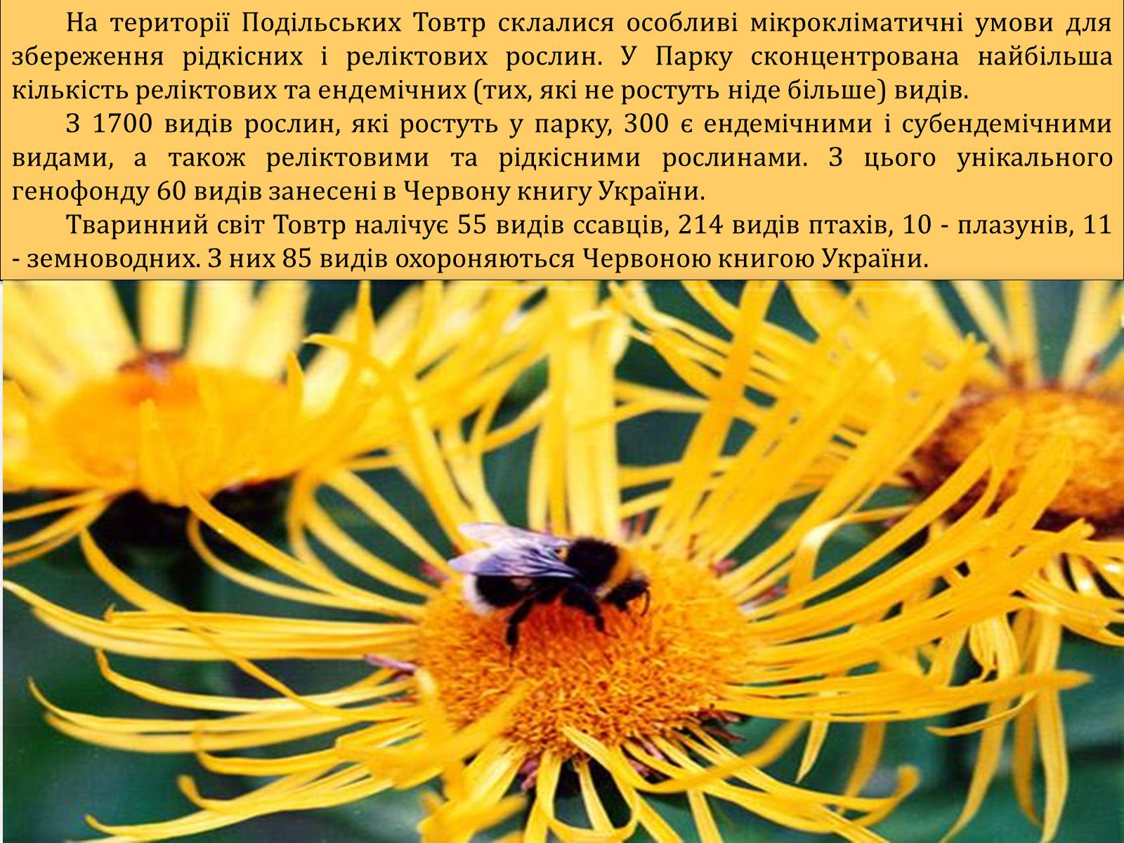 Презентація на тему «Національний природний парк Подільські Товтри» (варіант 1) - Слайд #6