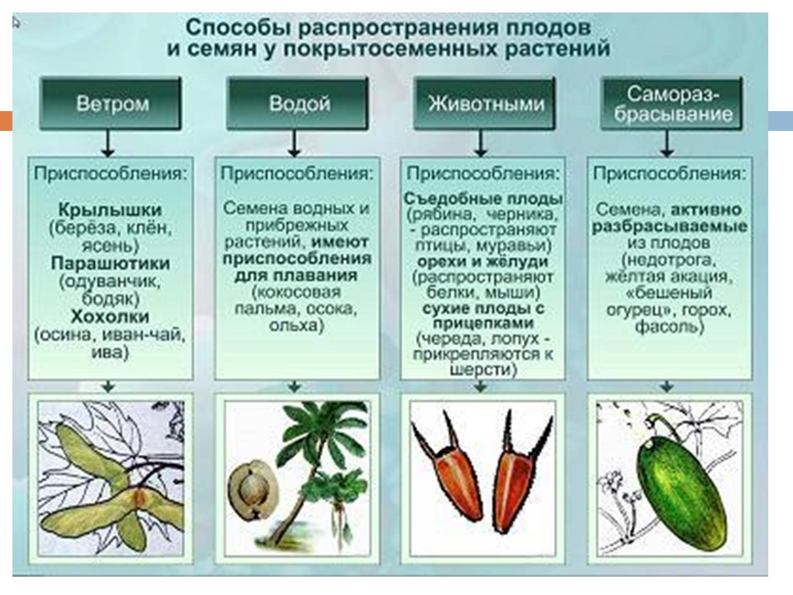 Презентація на тему «Распространение плодов и семян» - Слайд #3