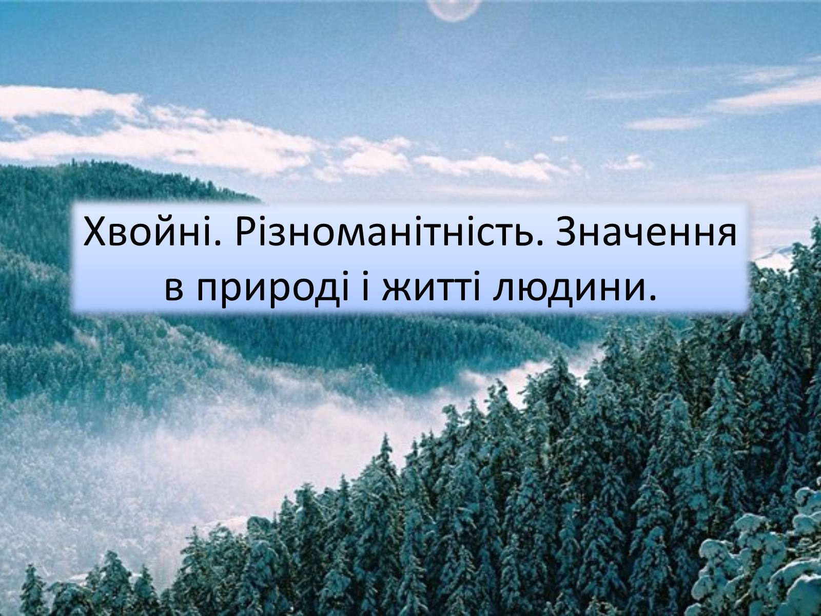 Презентація на тему «Хвойні» - Слайд #1