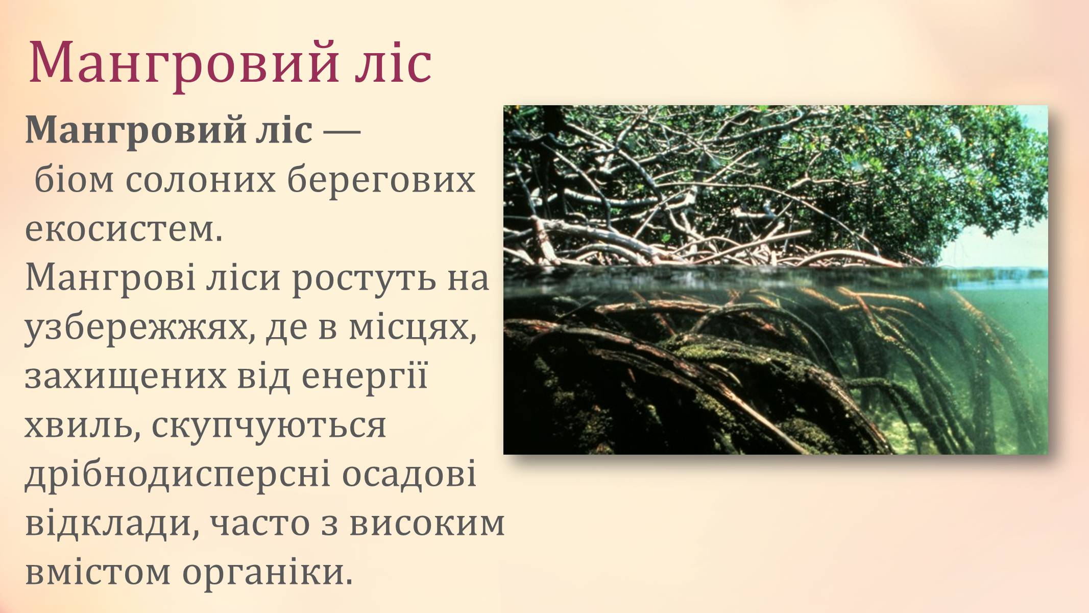 Презентація на тему «Рослини палеозойської ери» - Слайд #7