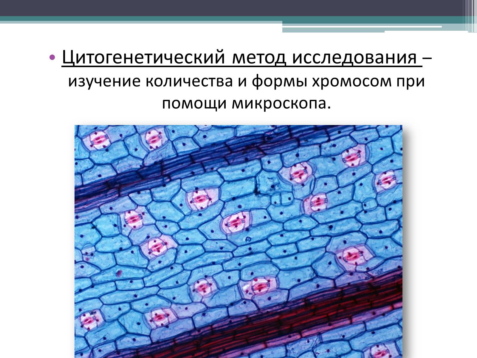 Презентація на тему «Цитогенетический метод исследования» - Слайд #1