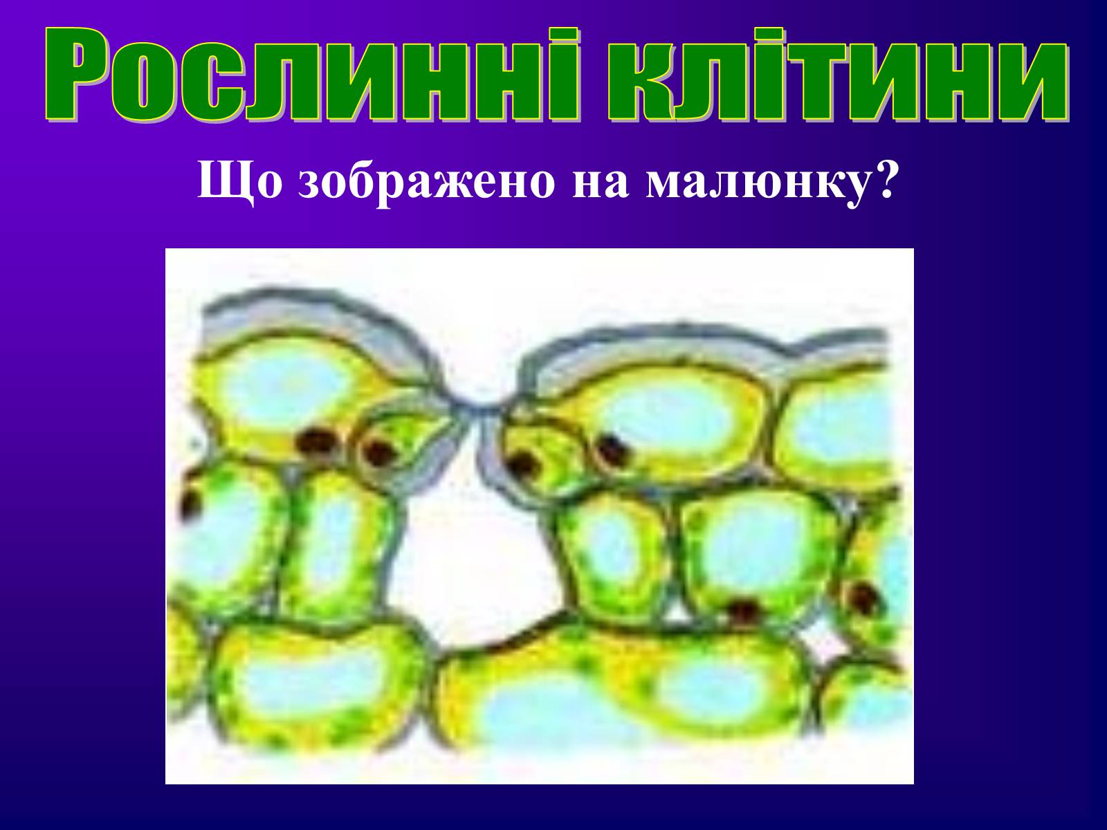 Презентація на тему «Різноманітність тканин живих організмів» - Слайд #11