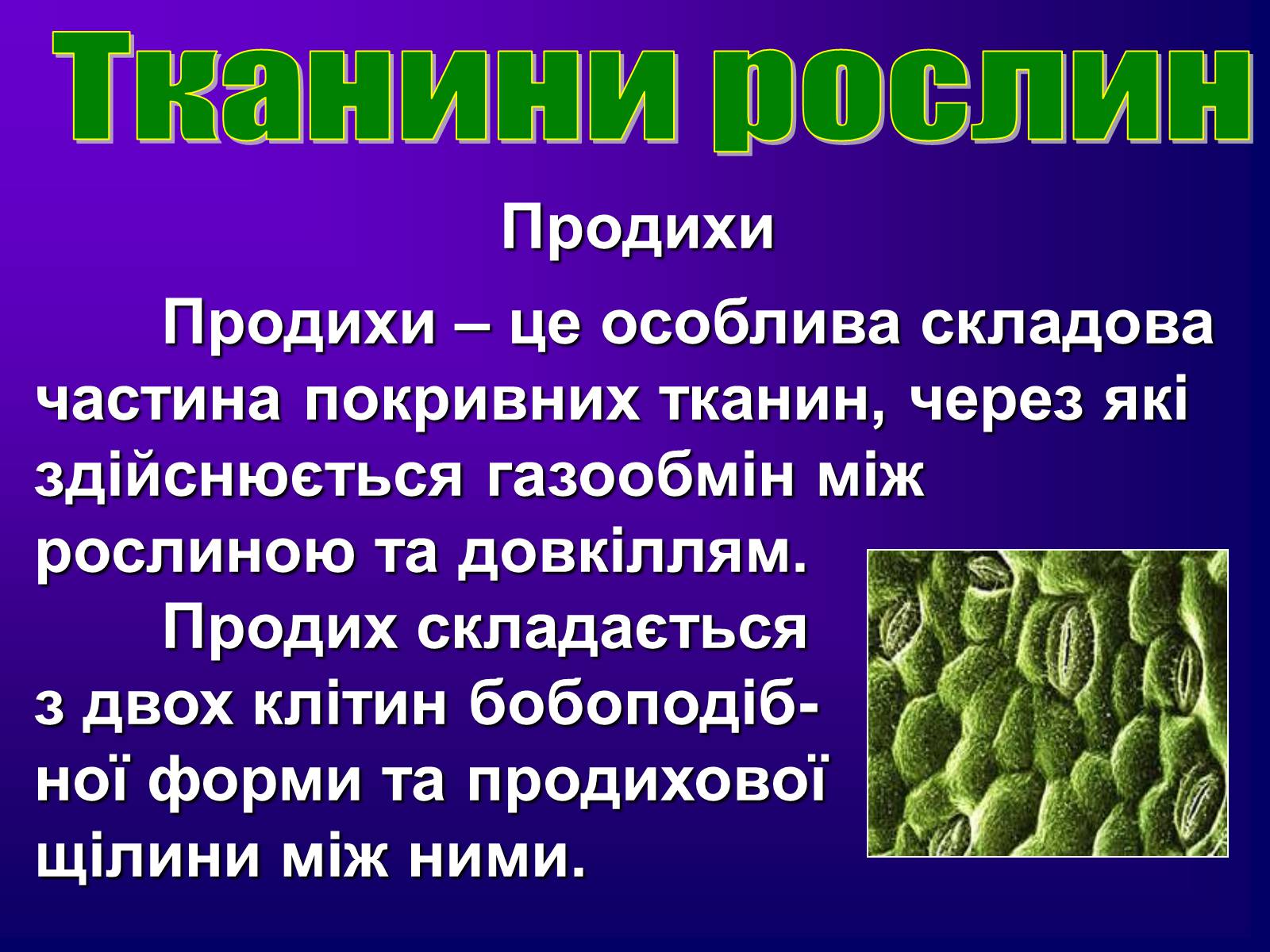 Презентація на тему «Різноманітність тканин живих організмів» - Слайд #18