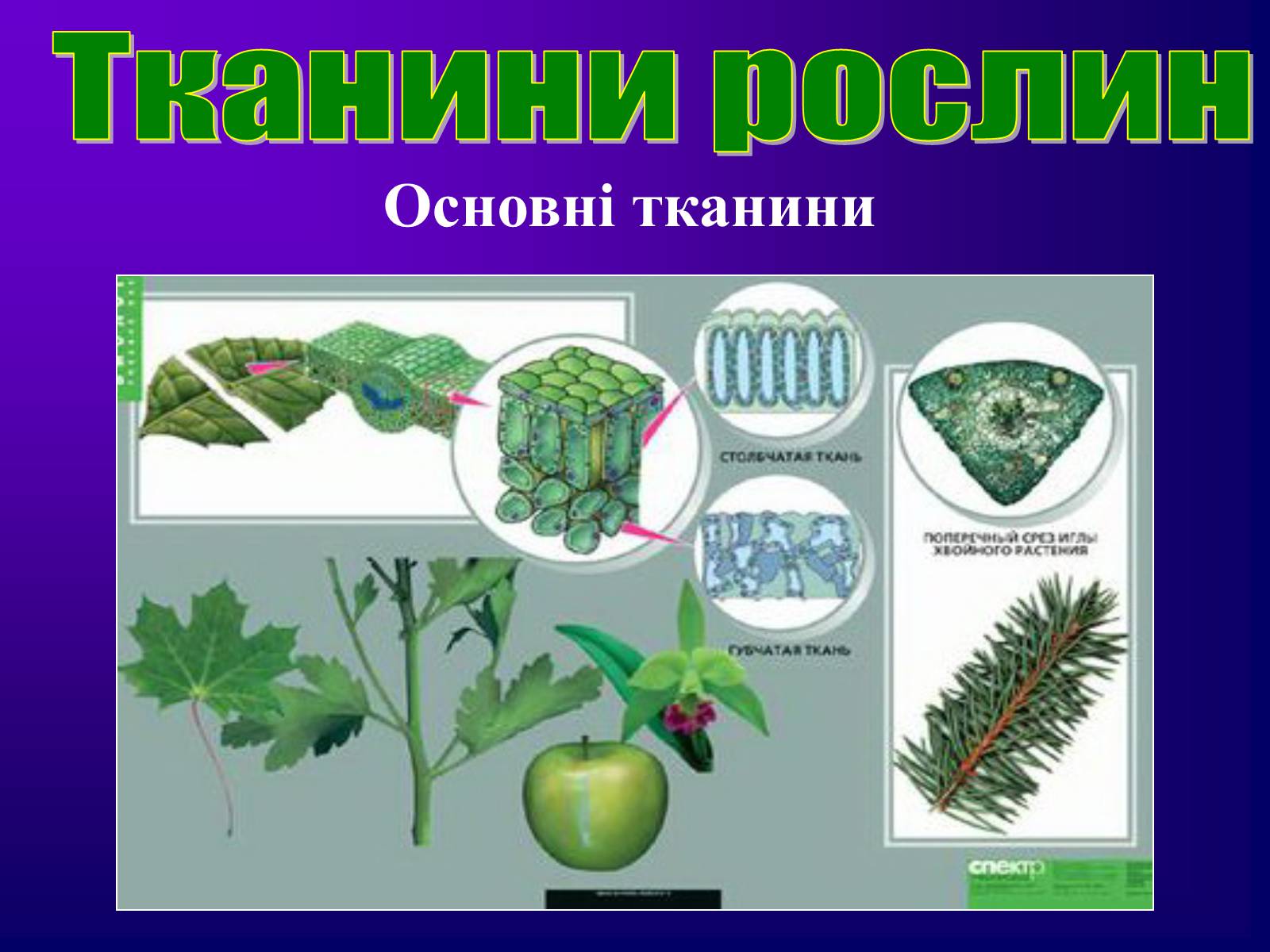 Презентація на тему «Різноманітність тканин живих організмів» - Слайд #19