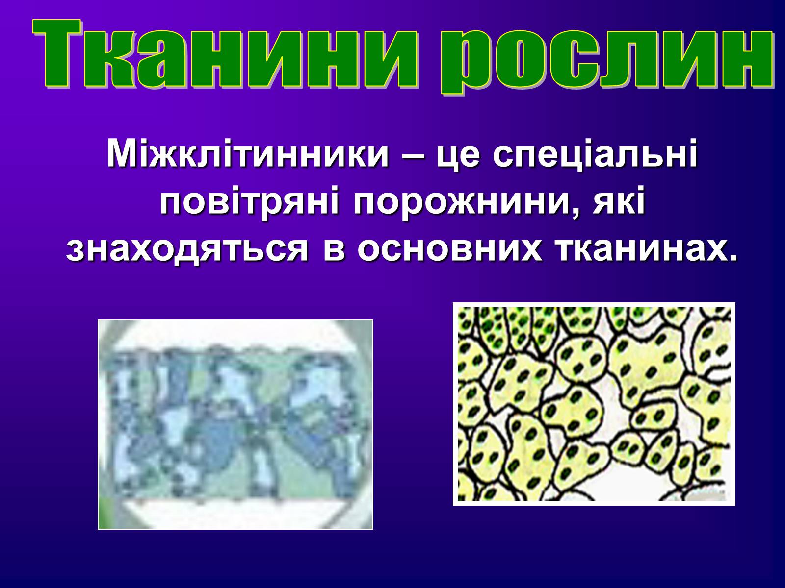 Презентація на тему «Різноманітність тканин живих організмів» - Слайд #21