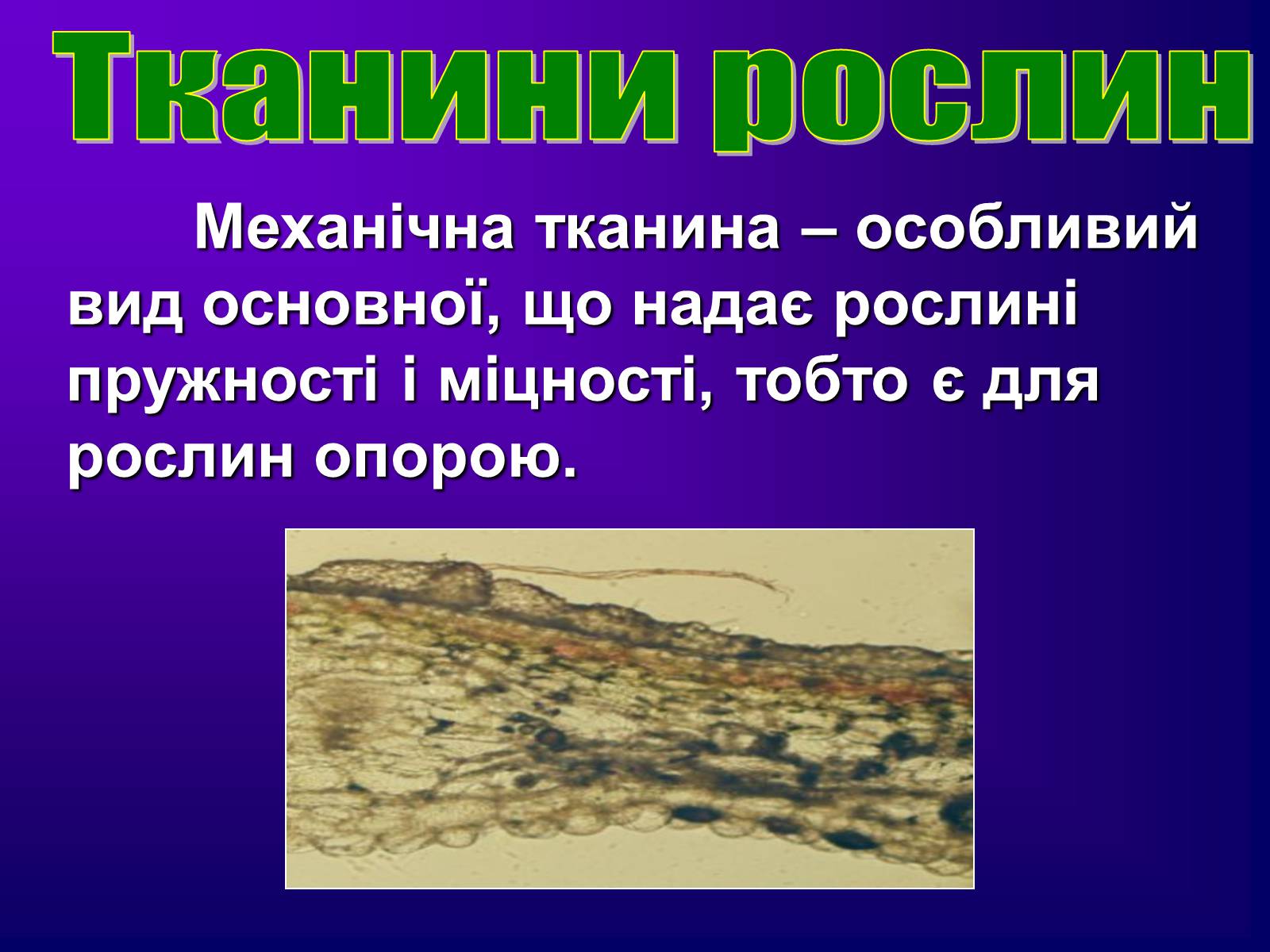 Презентація на тему «Різноманітність тканин живих організмів» - Слайд #23