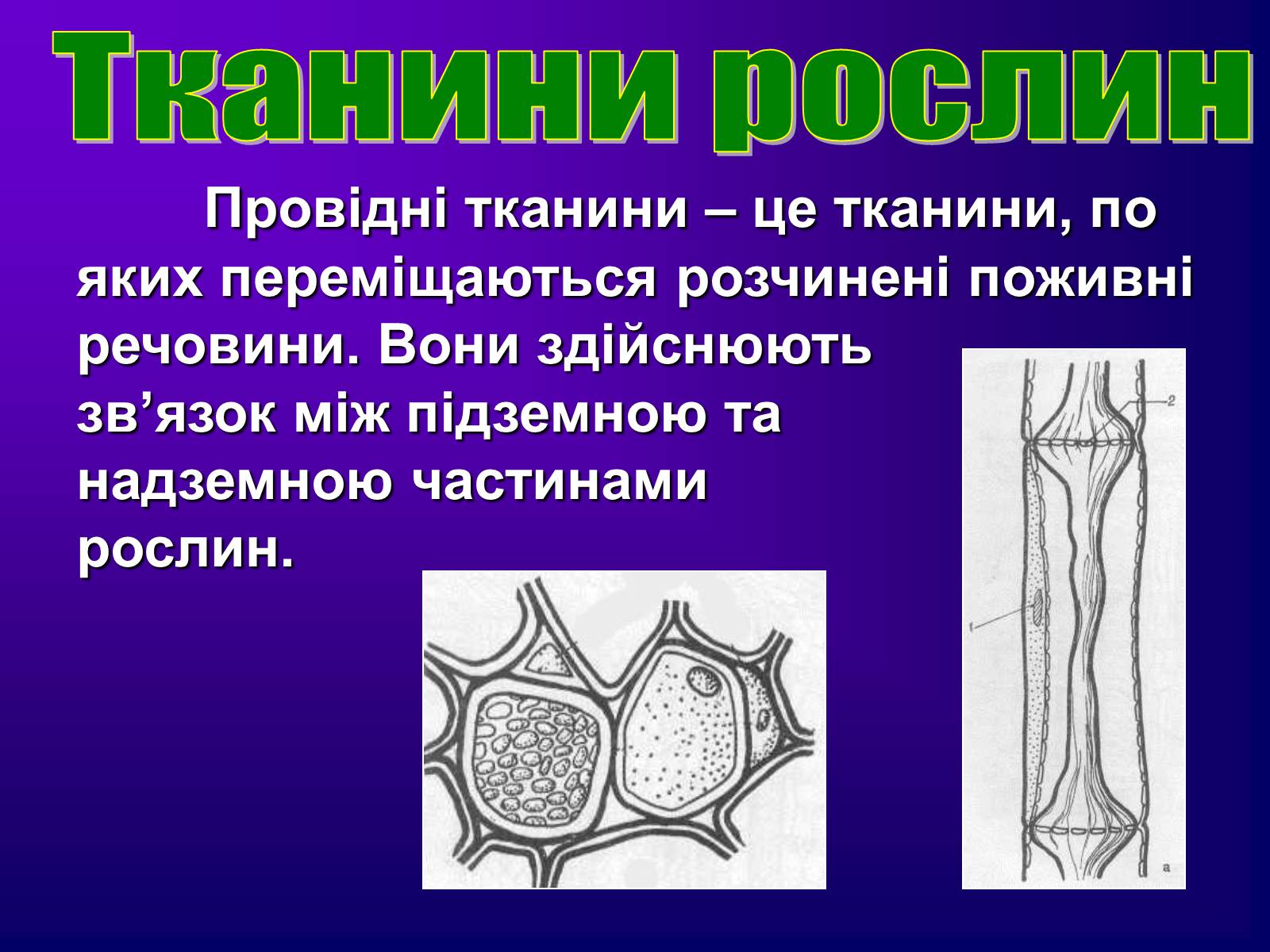 Презентація на тему «Різноманітність тканин живих організмів» - Слайд #25