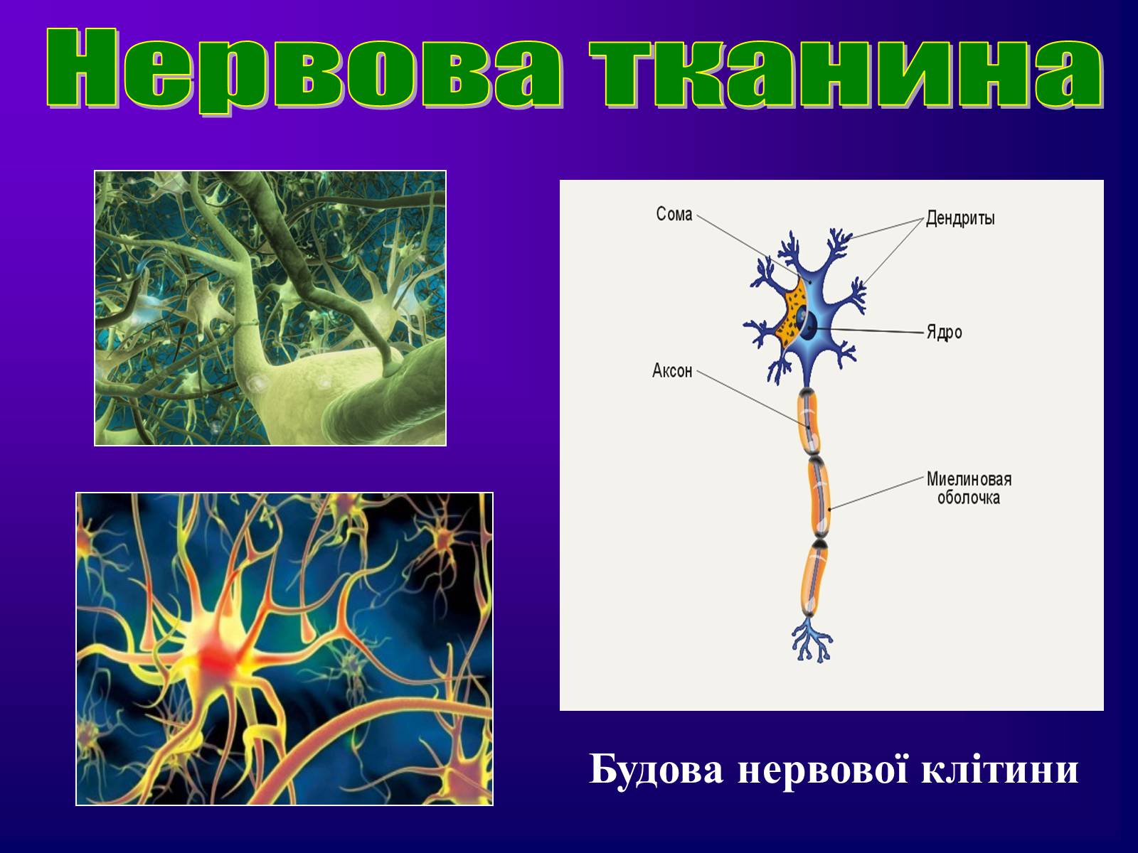 Презентація на тему «Різноманітність тканин живих організмів» - Слайд #39