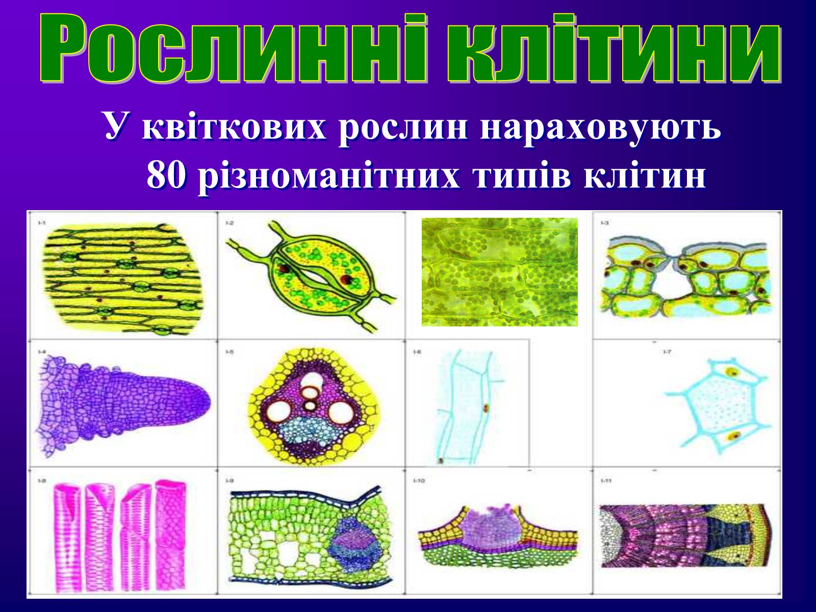 Презентація на тему «Різноманітність тканин живих організмів» - Слайд #4