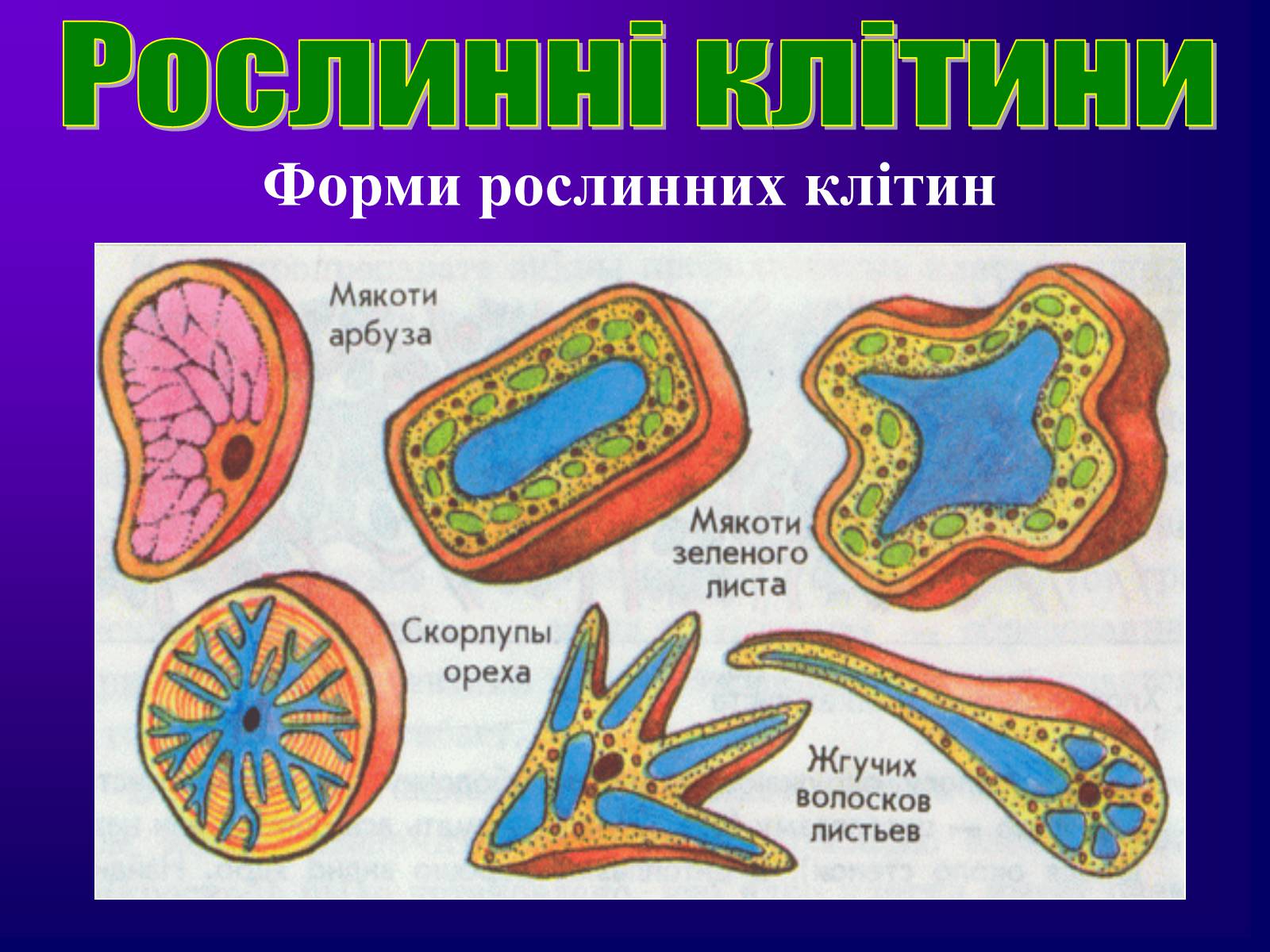 Презентація на тему «Різноманітність тканин живих організмів» - Слайд #5