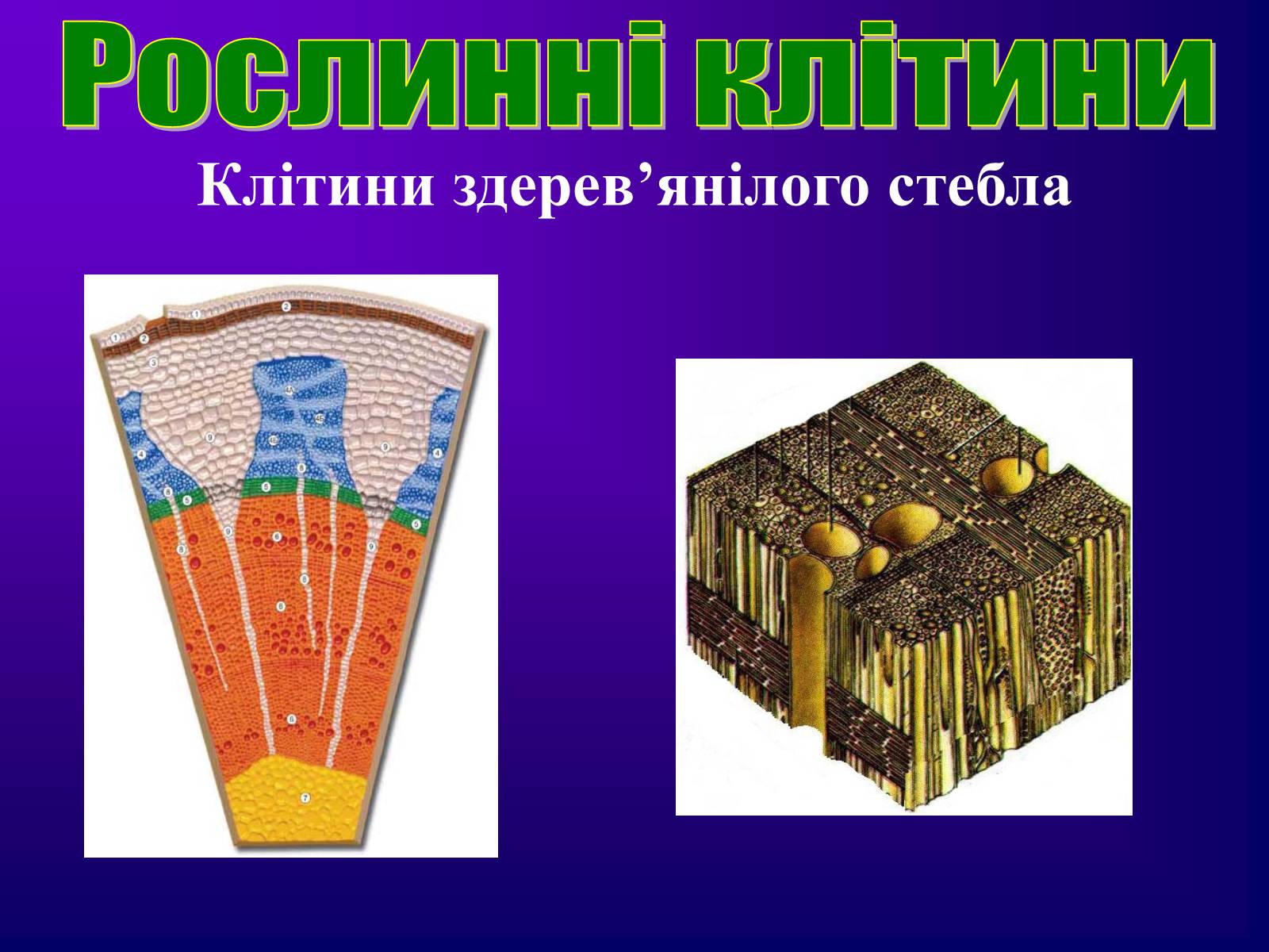 Презентація на тему «Різноманітність тканин живих організмів» - Слайд #7