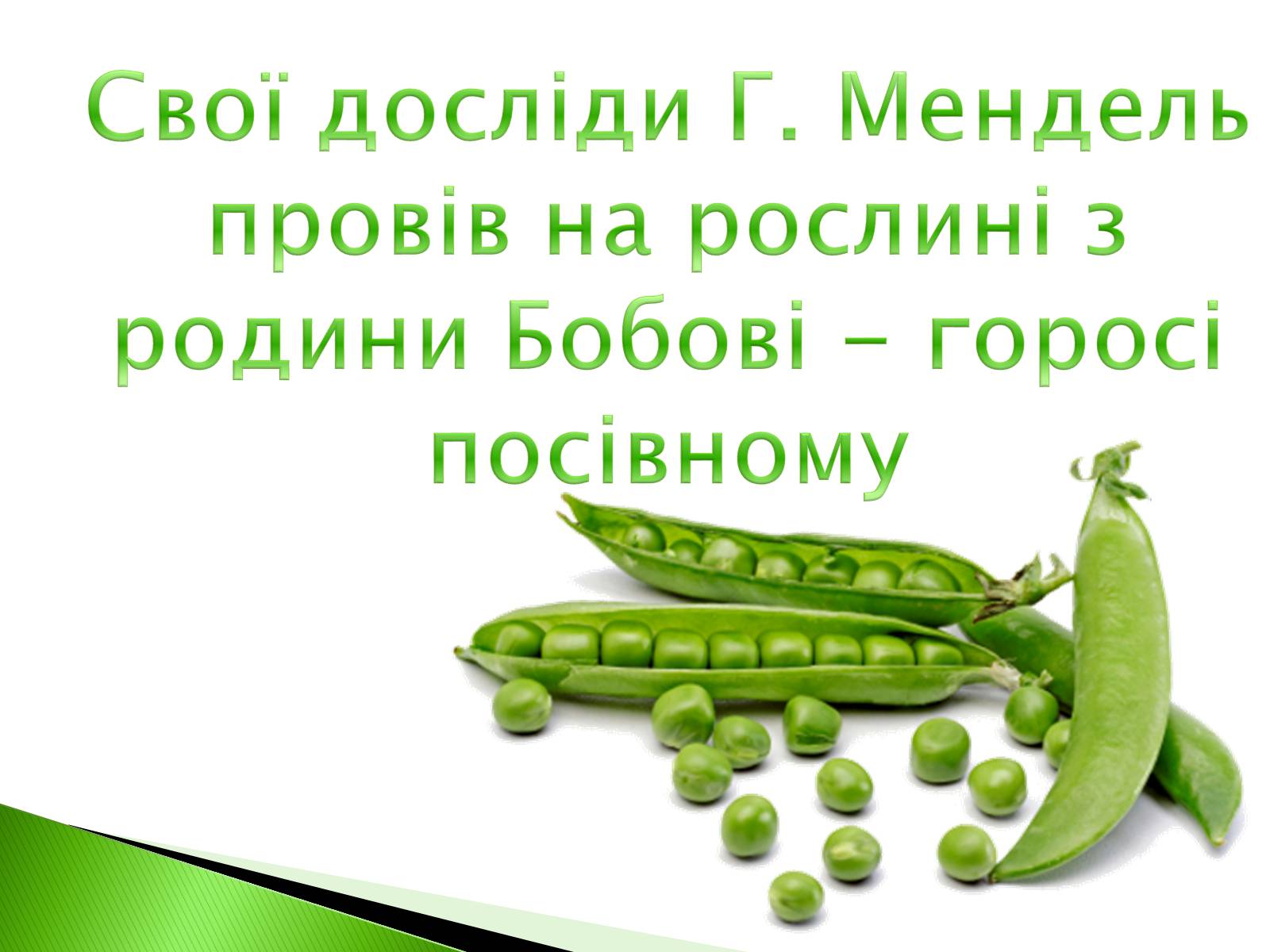 Презентація на тему «Закономірності спадковості за методикою Грегора Менделя» - Слайд #2