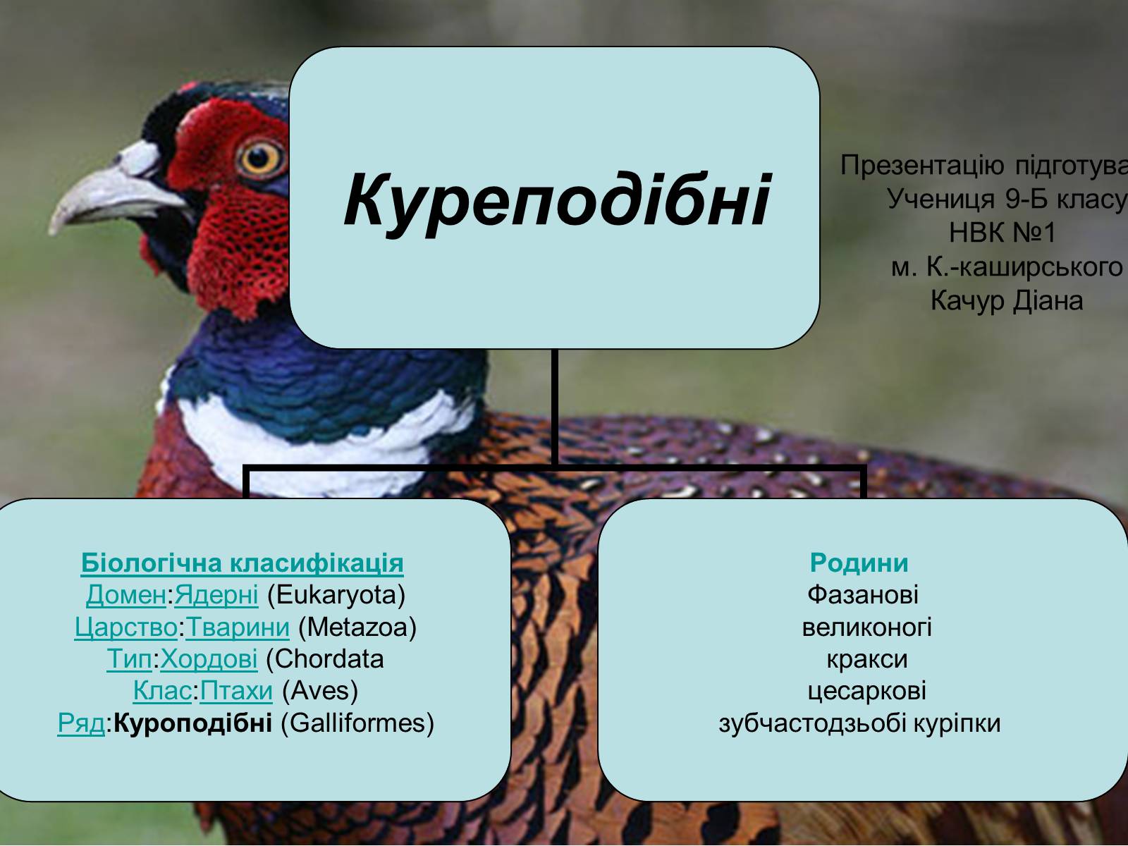 Презентація на тему «Куреподібні» - Слайд #1