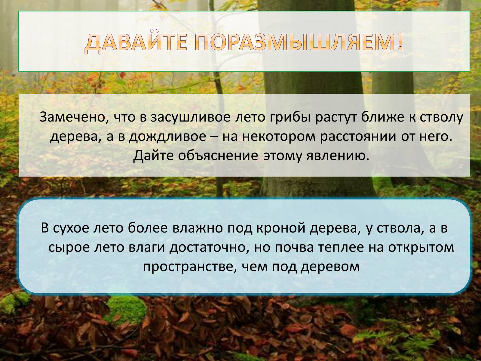 Презентація на тему «Шляпочные грибы» - Слайд #13